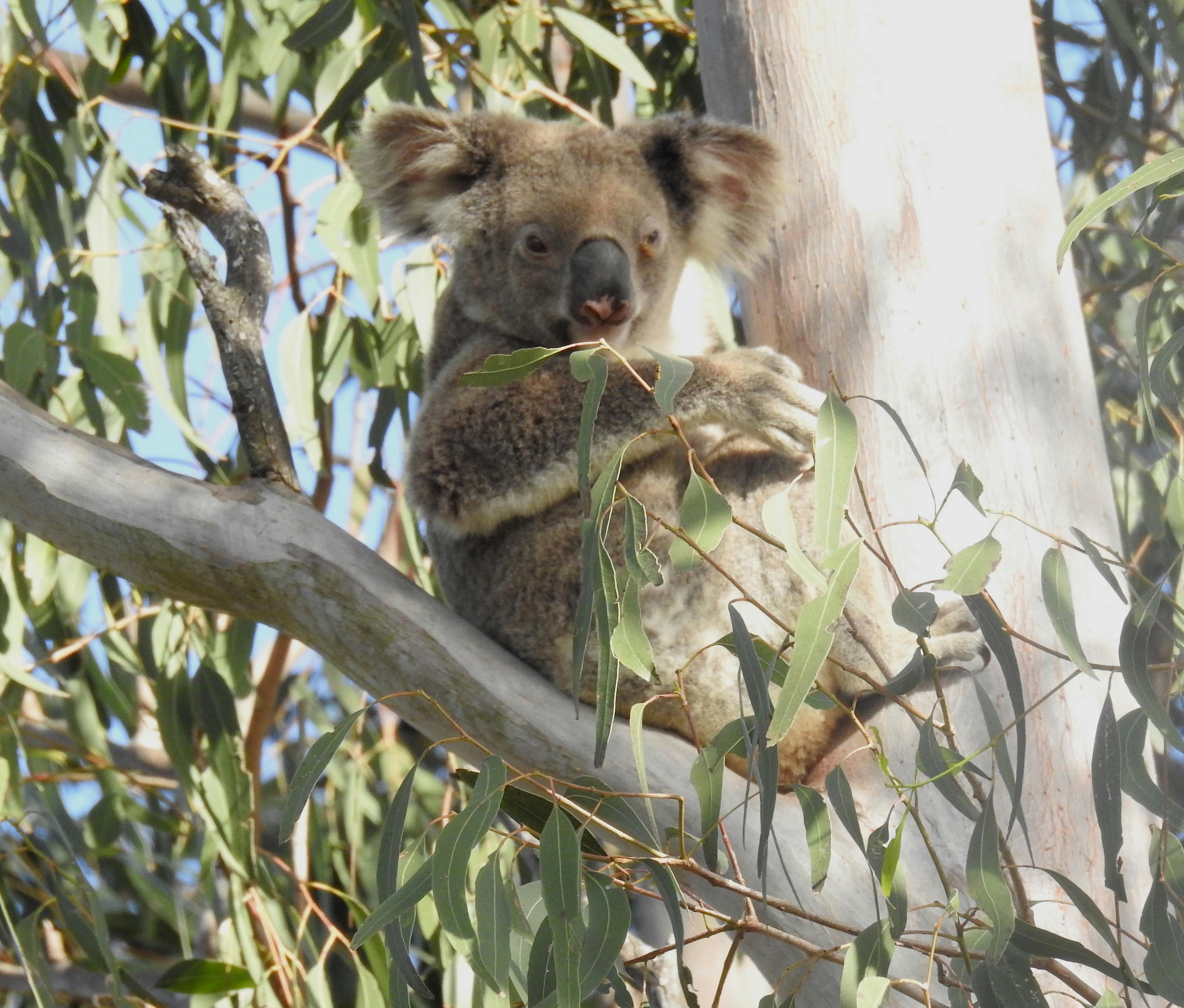 Wild koala at Coombabah