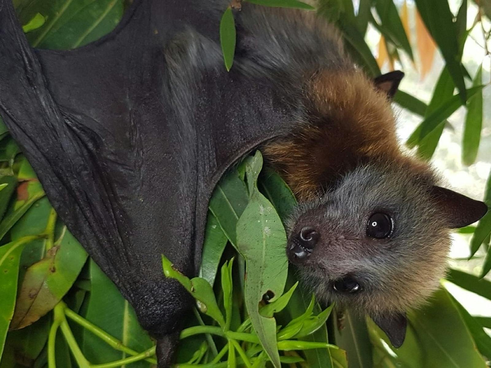 Image for Understanding Bats of Australia