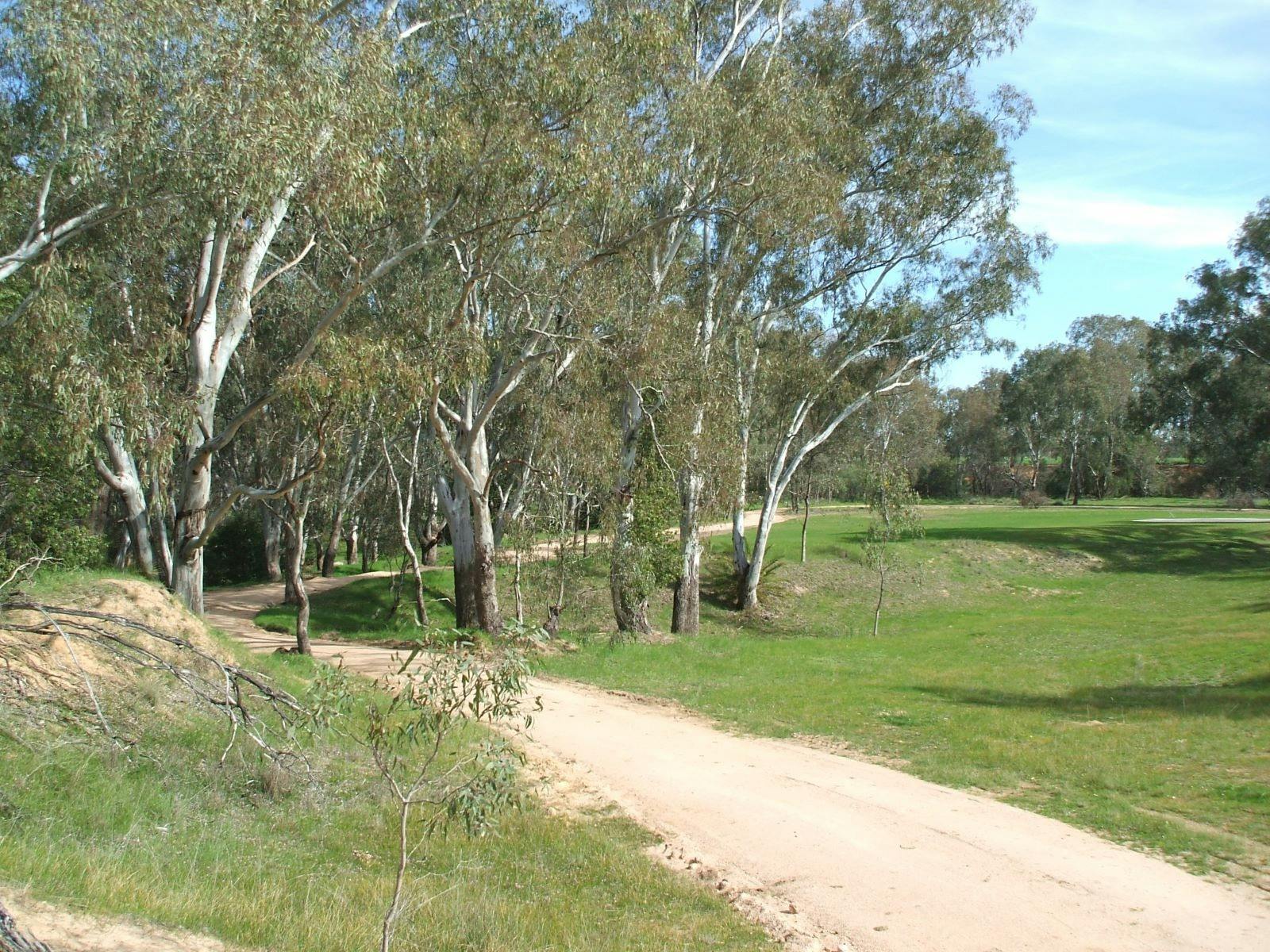 Culcairn bike track winding around gum trees with the Culcairn Golf Course green on the right.