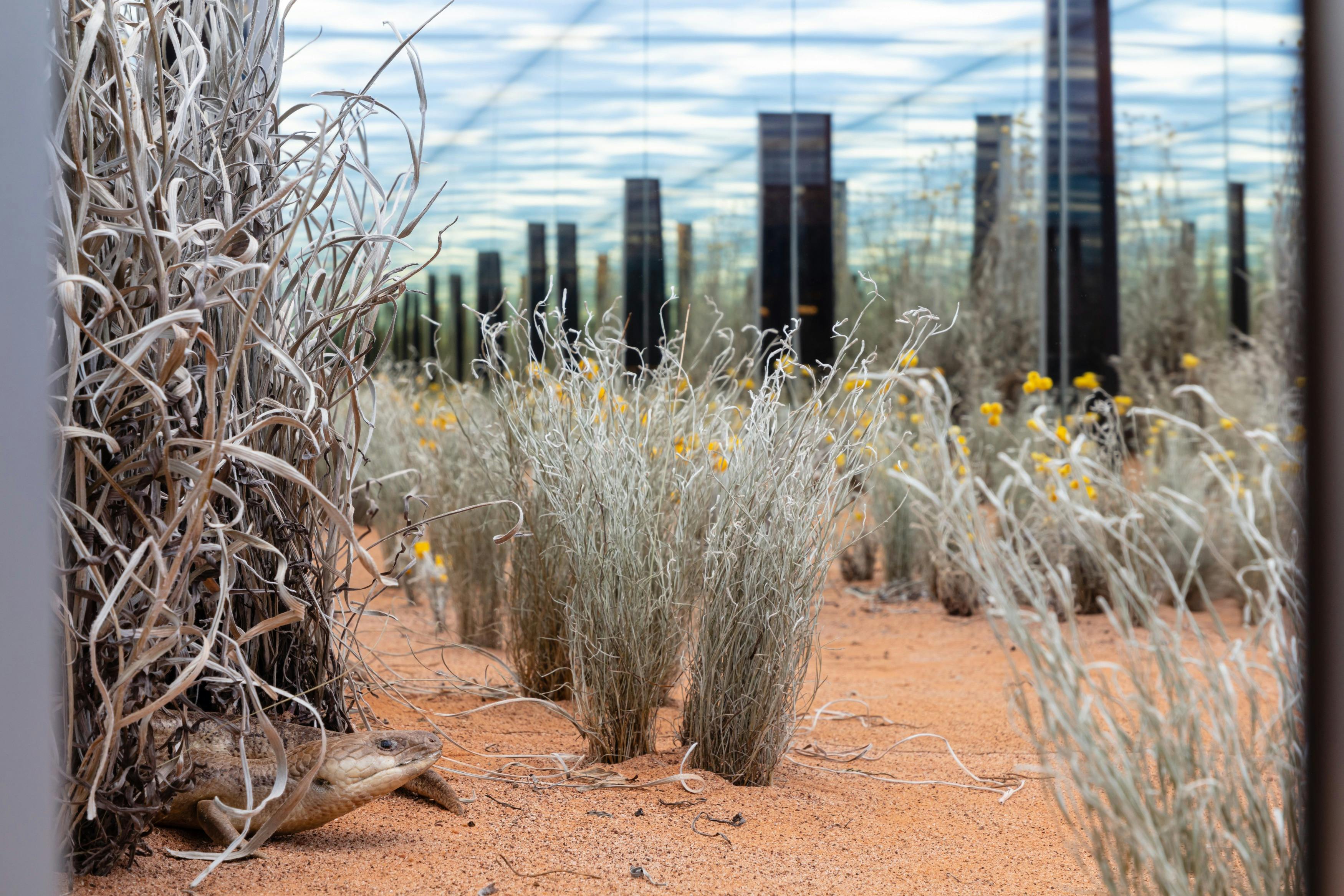 Songlines