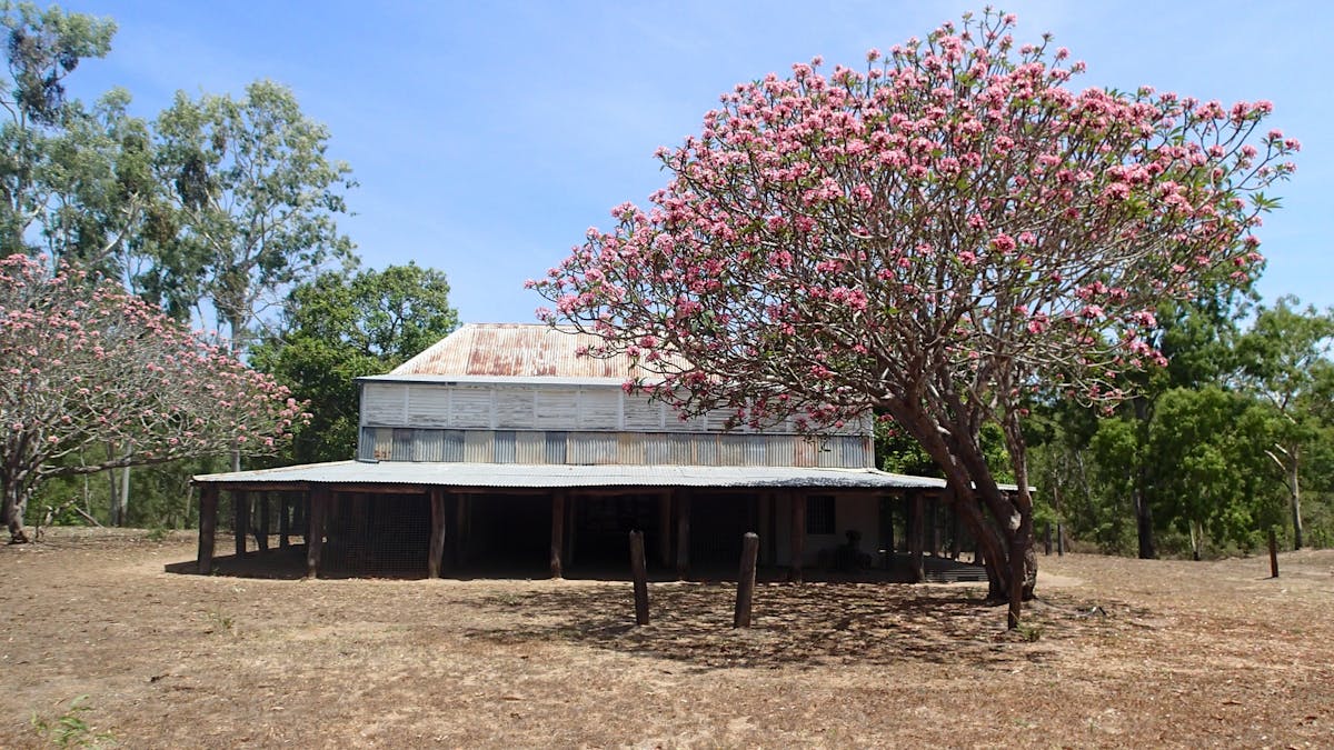 Historic homestead sits in paddock shaded by flowering tree.