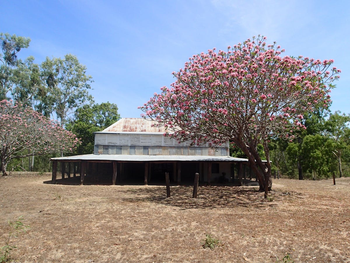 Historic homestead sits in grassy paddock shaded by flowering tree.