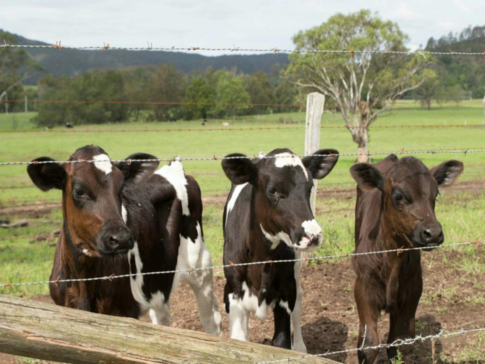 Image for Bandon Grove Farm Tours