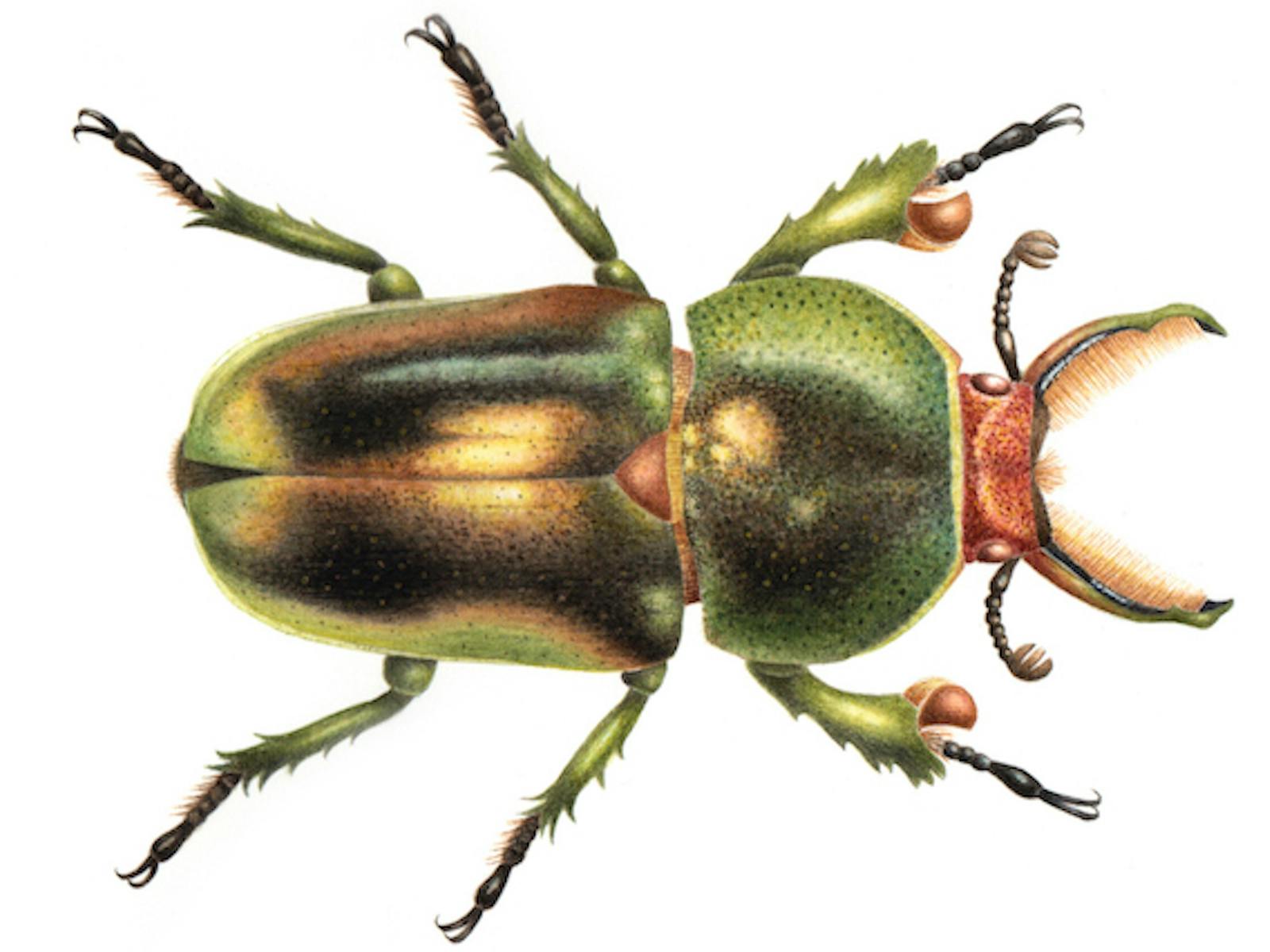 Image for Wildlife Art - Beetles in Watercolour