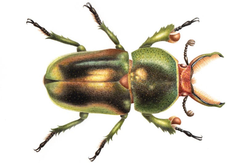 Image of the event 'Wildlife Art - Beetles in Watercolour'