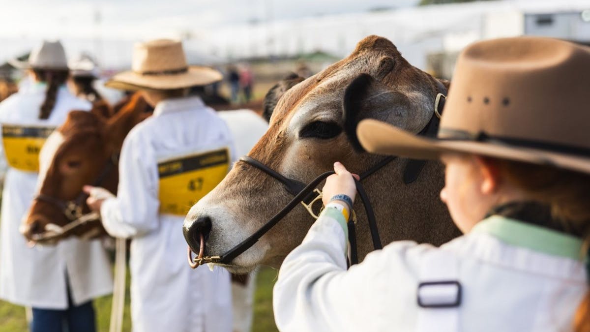 Cattle Competitions Cattle Competitions