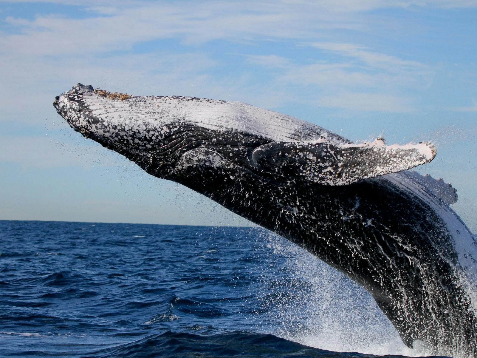 Whale Watching Discovery Tour from Lake Macquarie