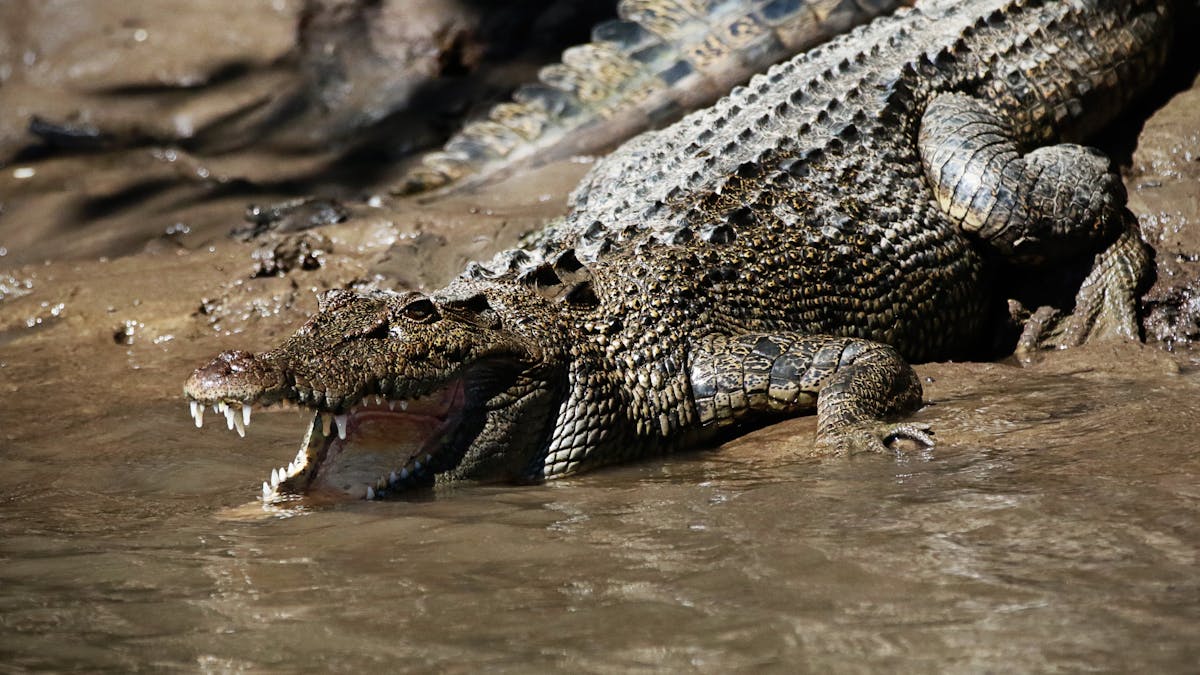 Guest onboard Lady Douglas spot a crocodile sun baking on the banks in  Tropical North Queensland
