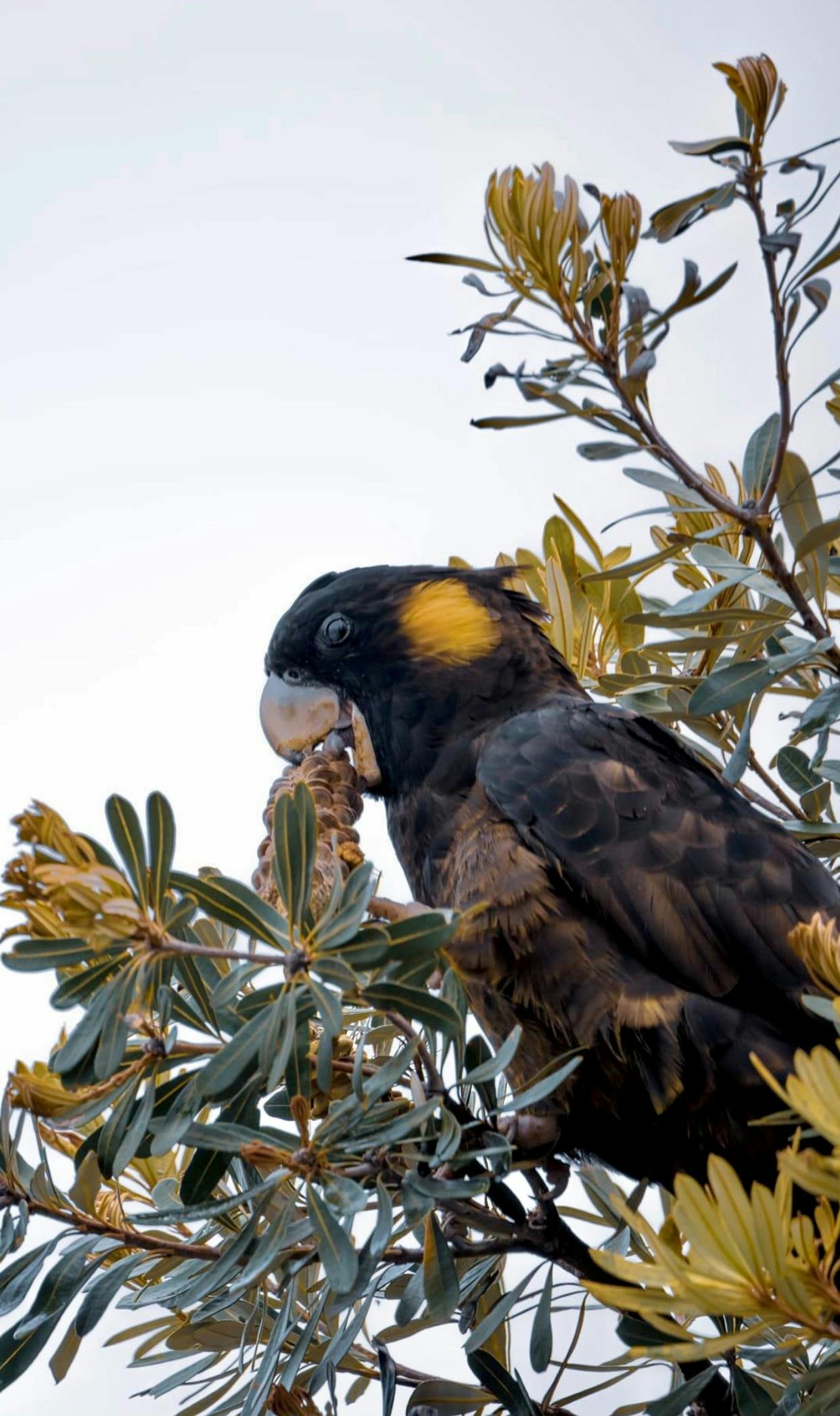 Feasting  on coastal banksia