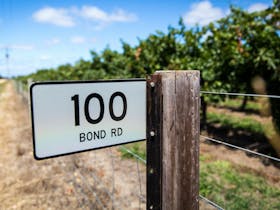 Our vineyards at Bond Road, Coonawarra