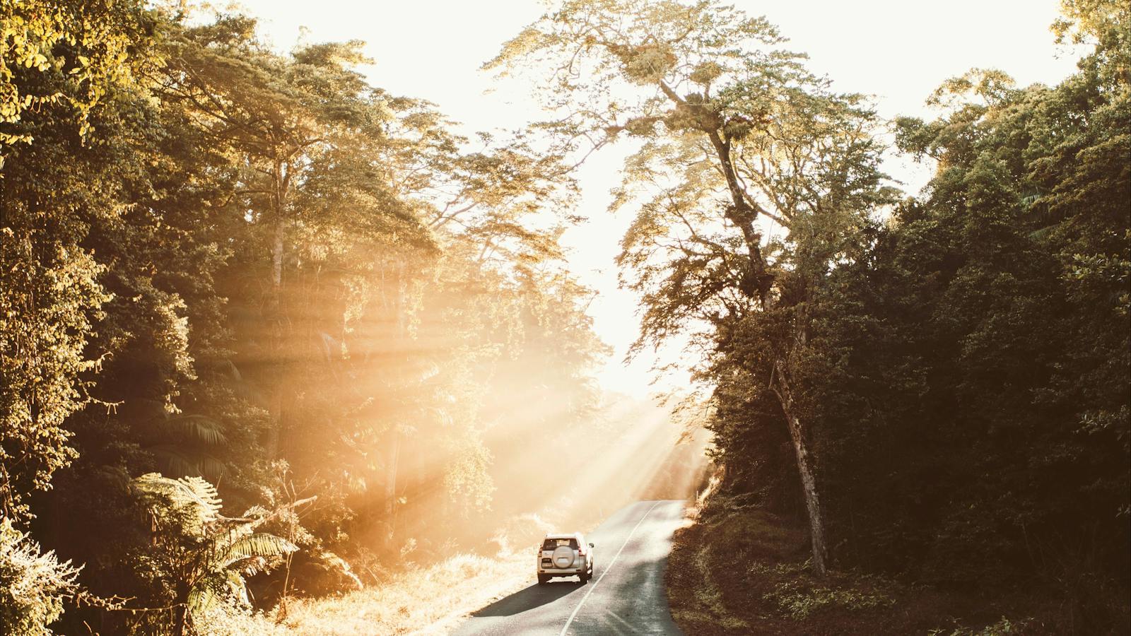 Car on road driving past native bush