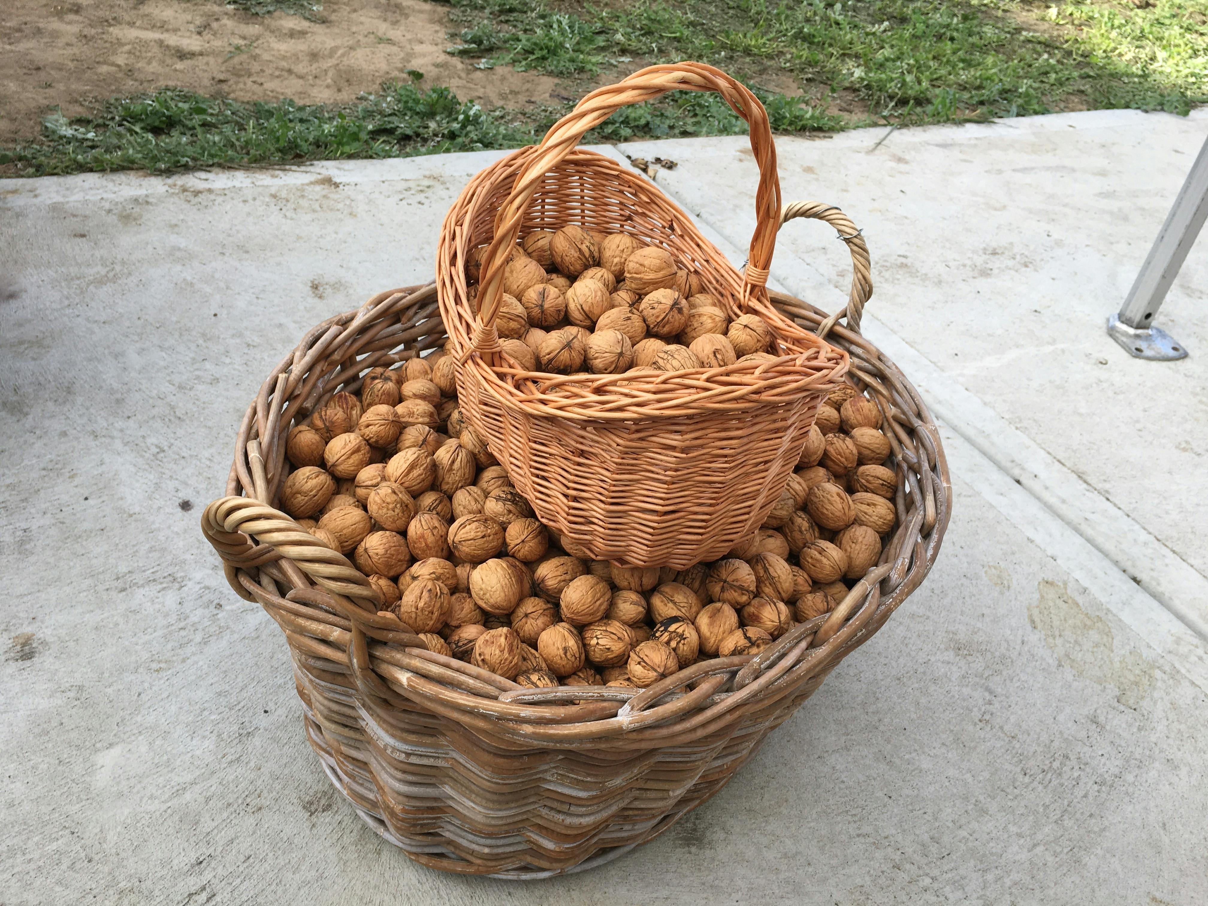 Two cane baskets full of walnuts in the shell.