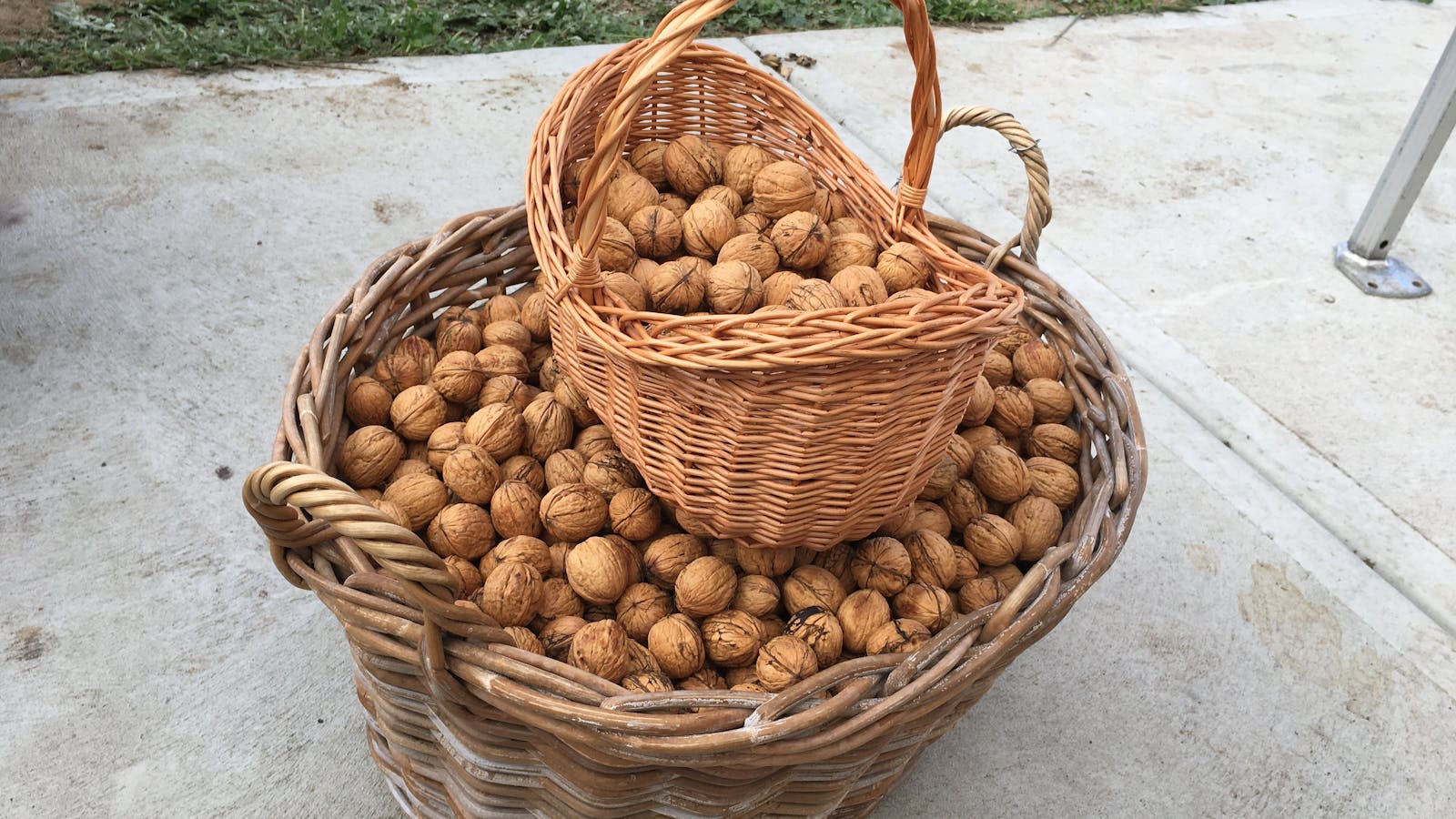 The freshly collected walnut bounty.