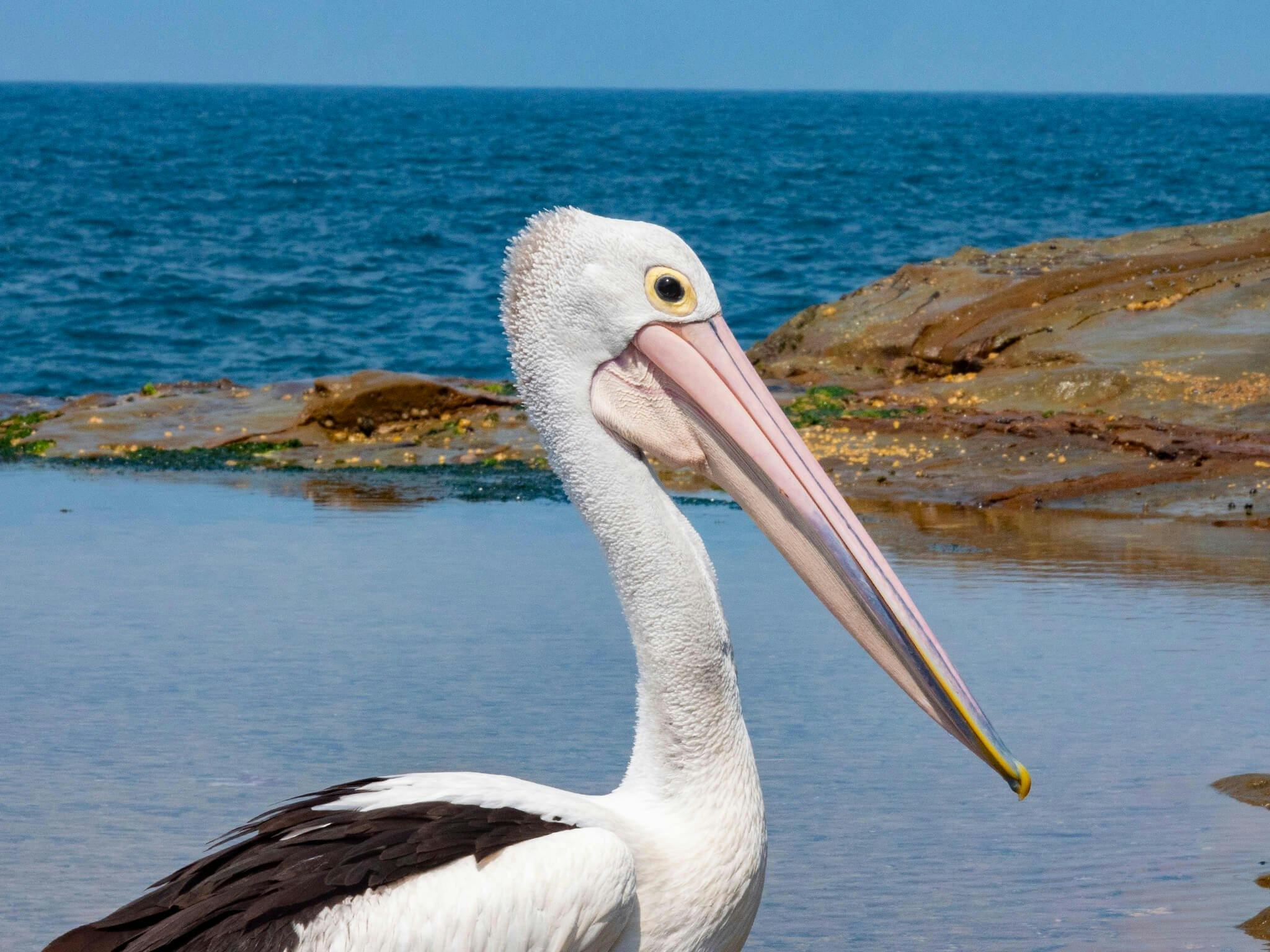 Pelican on the headland