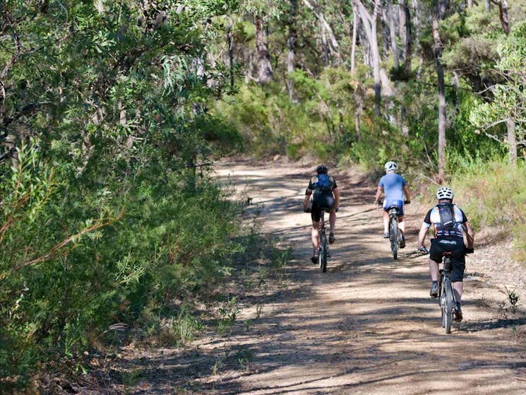 Andersons Fire Trail, Blue Mountains National Park. Photo: Nick Cubbin/NSW Government