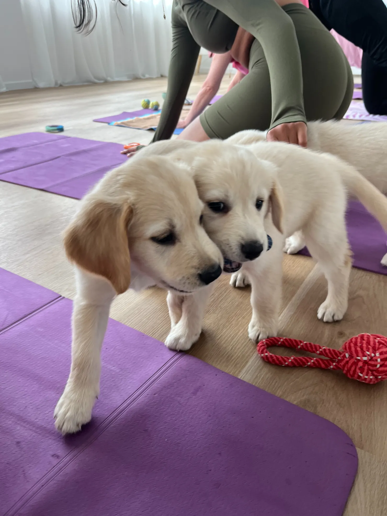 Two cream puppies stand beside purple yoga mats at a Yoga Paws Sunshine Coast session.