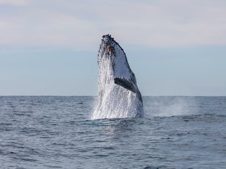 Whale breaching as seen onboard Captain Cook Cruises