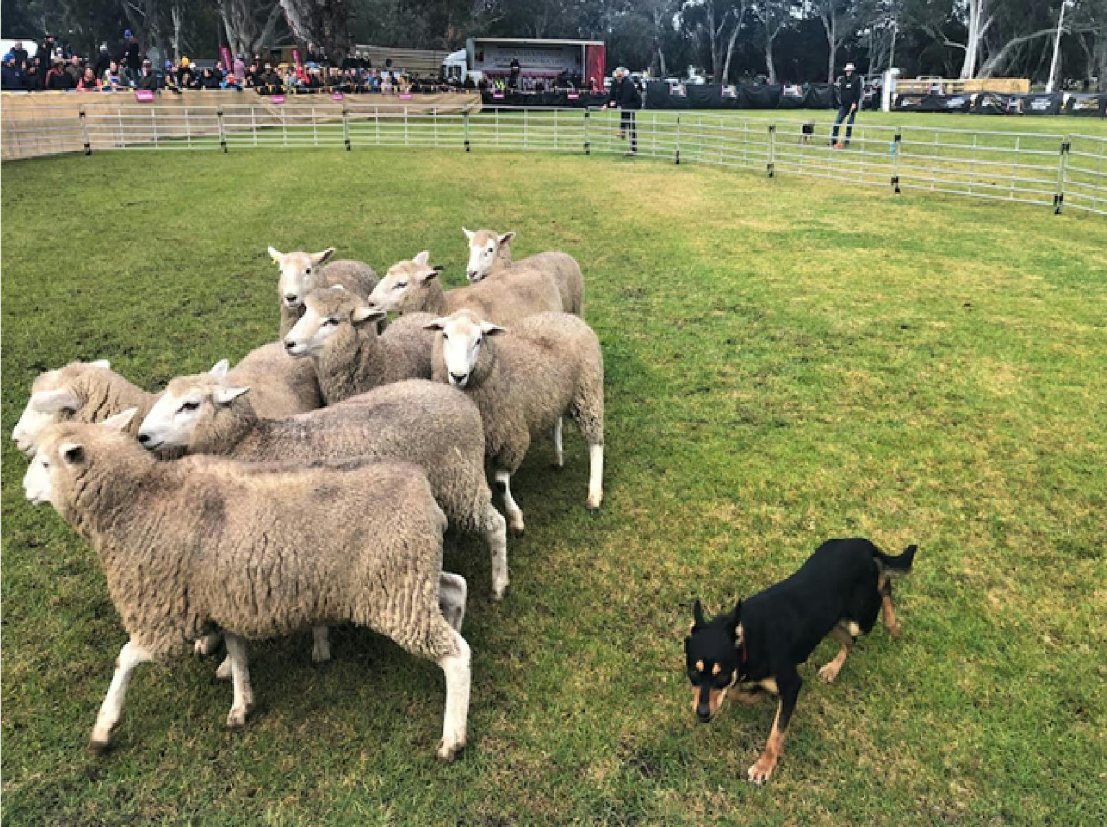 Kelpie dog rounding up sheep