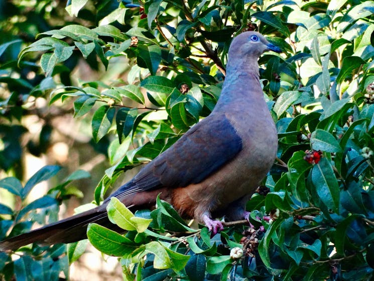 Inhabitant of forest edges and clearings. Often in pairs or small parties. Rare in SE Australia