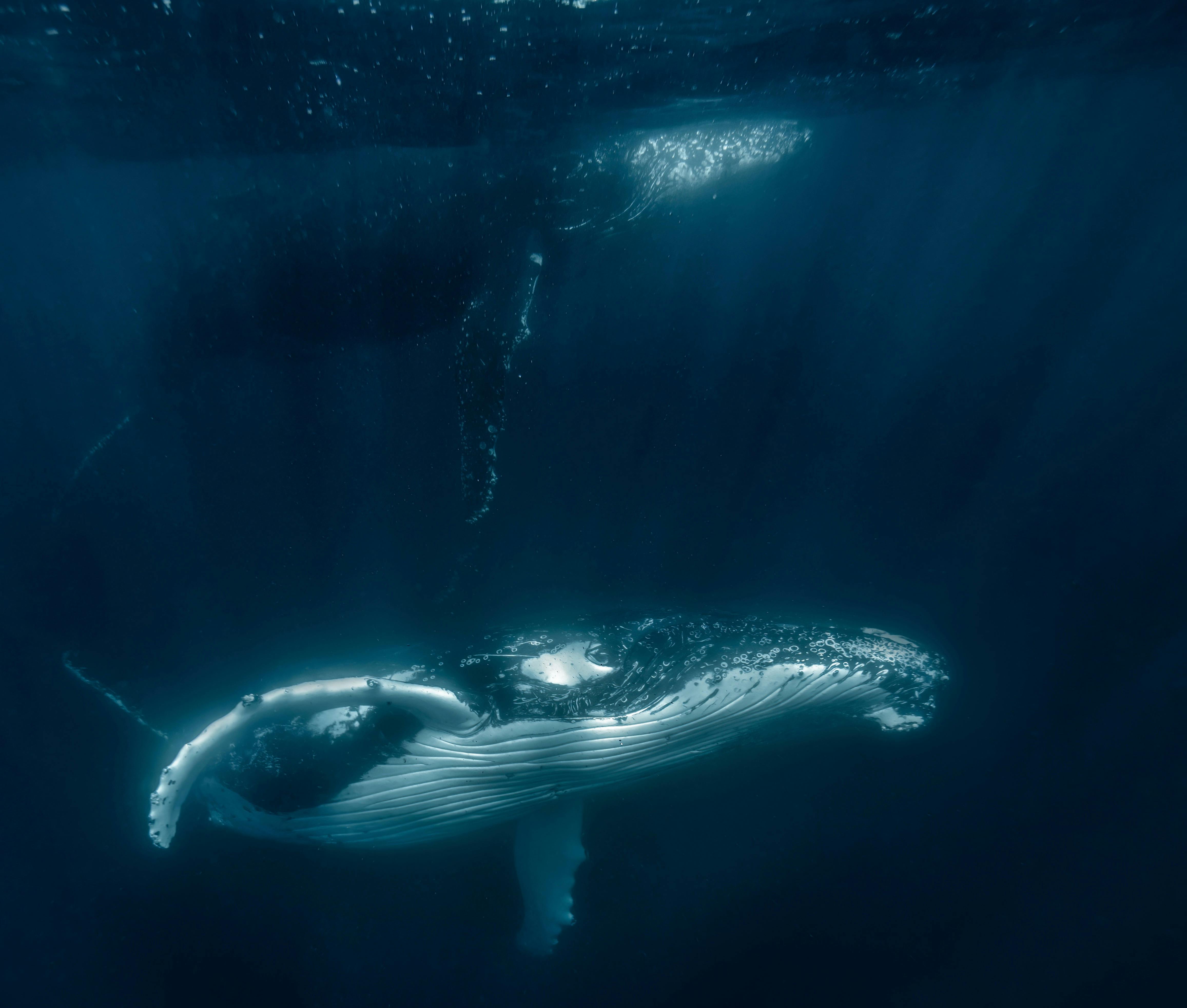 Swim with whales jervis bay woebegone