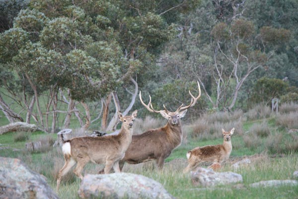 Hahndorf Venison