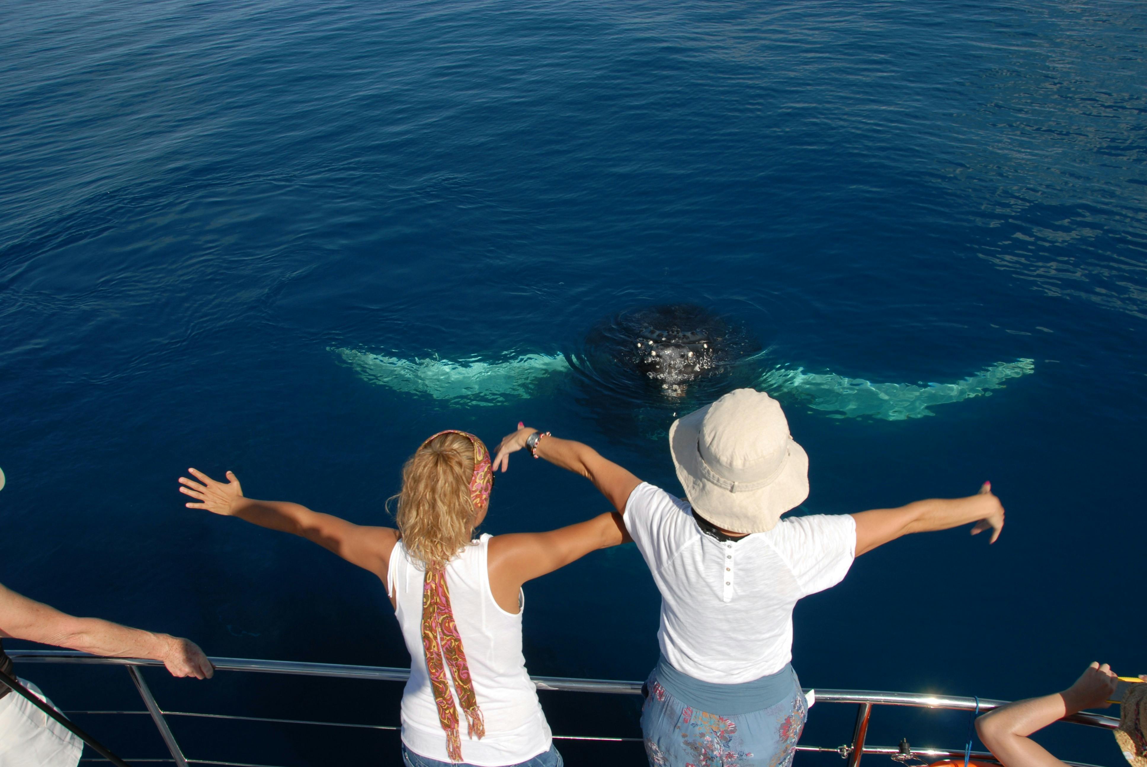 whale encounter