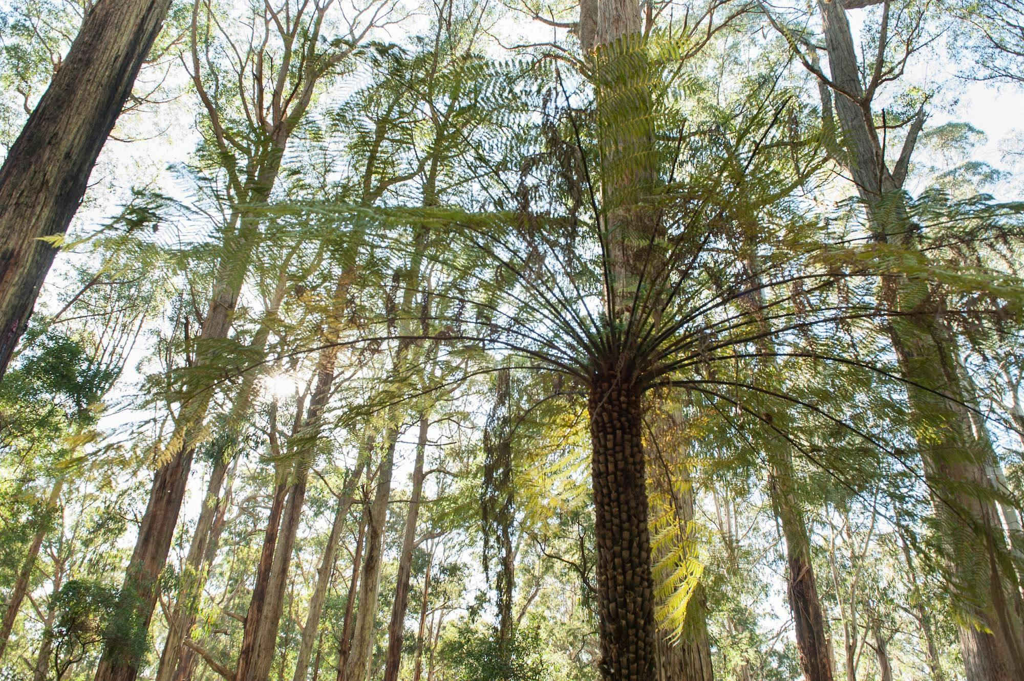 Olinda and Grey Gums Track