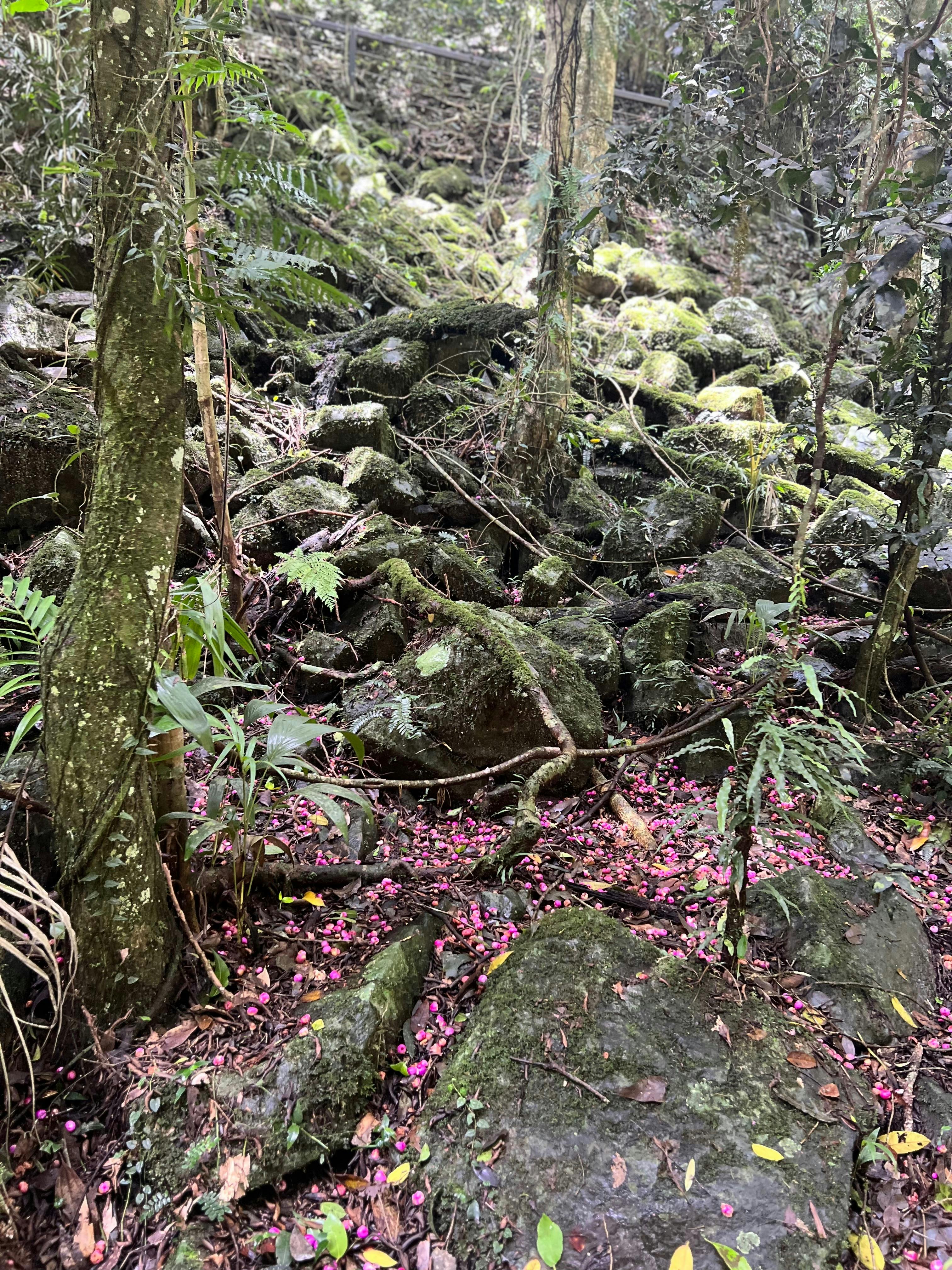 Springbrook and Tamborine Adventure