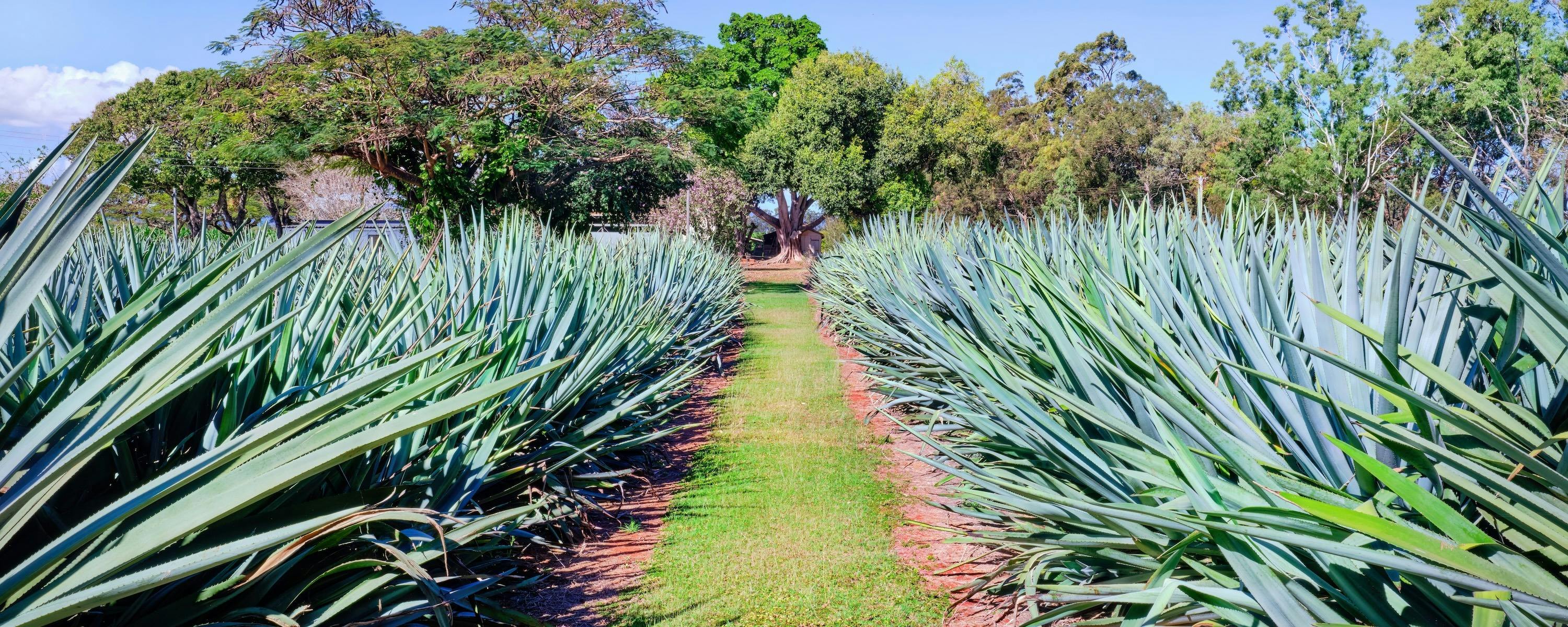 Blue Weber agave grown on site at Mt Uncle Distillery in the Atherton Tablelands