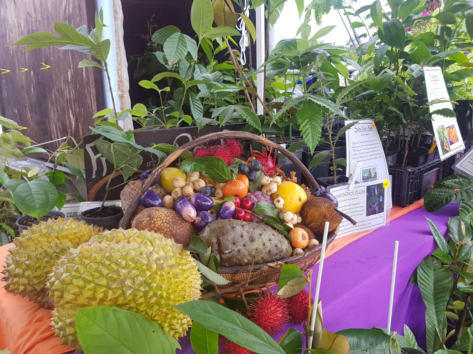 Image for Feast of the Senses Festival 2022