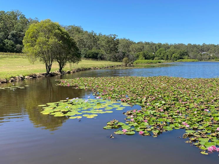 An image of the lily pad filled lagoon on Jubilee Vineyard Creek