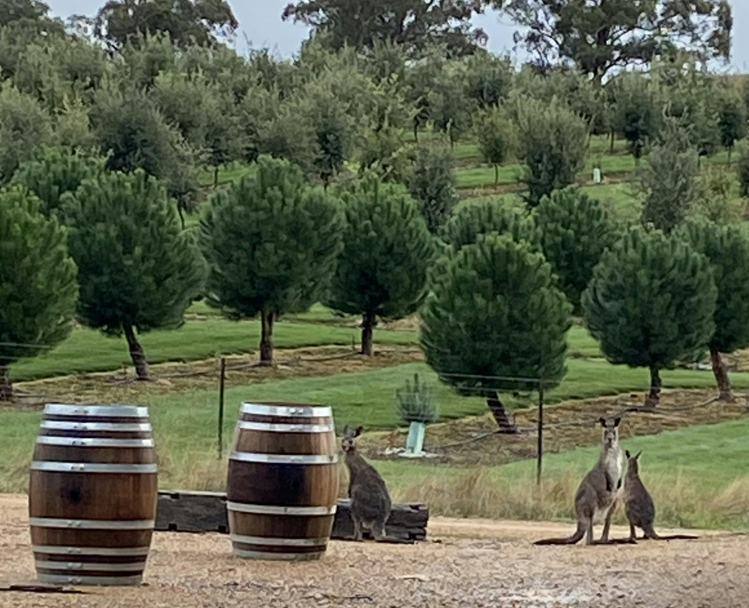 Kangaroos standing near trees