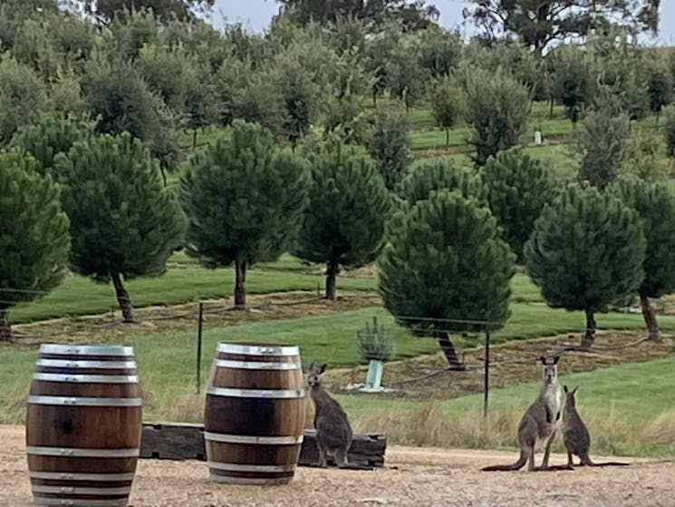 Kangaroos standing near trees