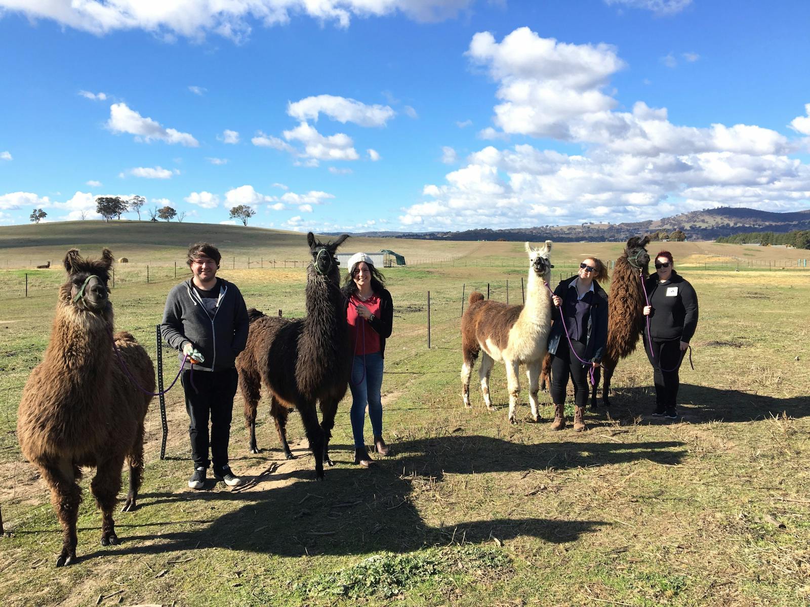 Image for Llama experience: take a llama for a walk