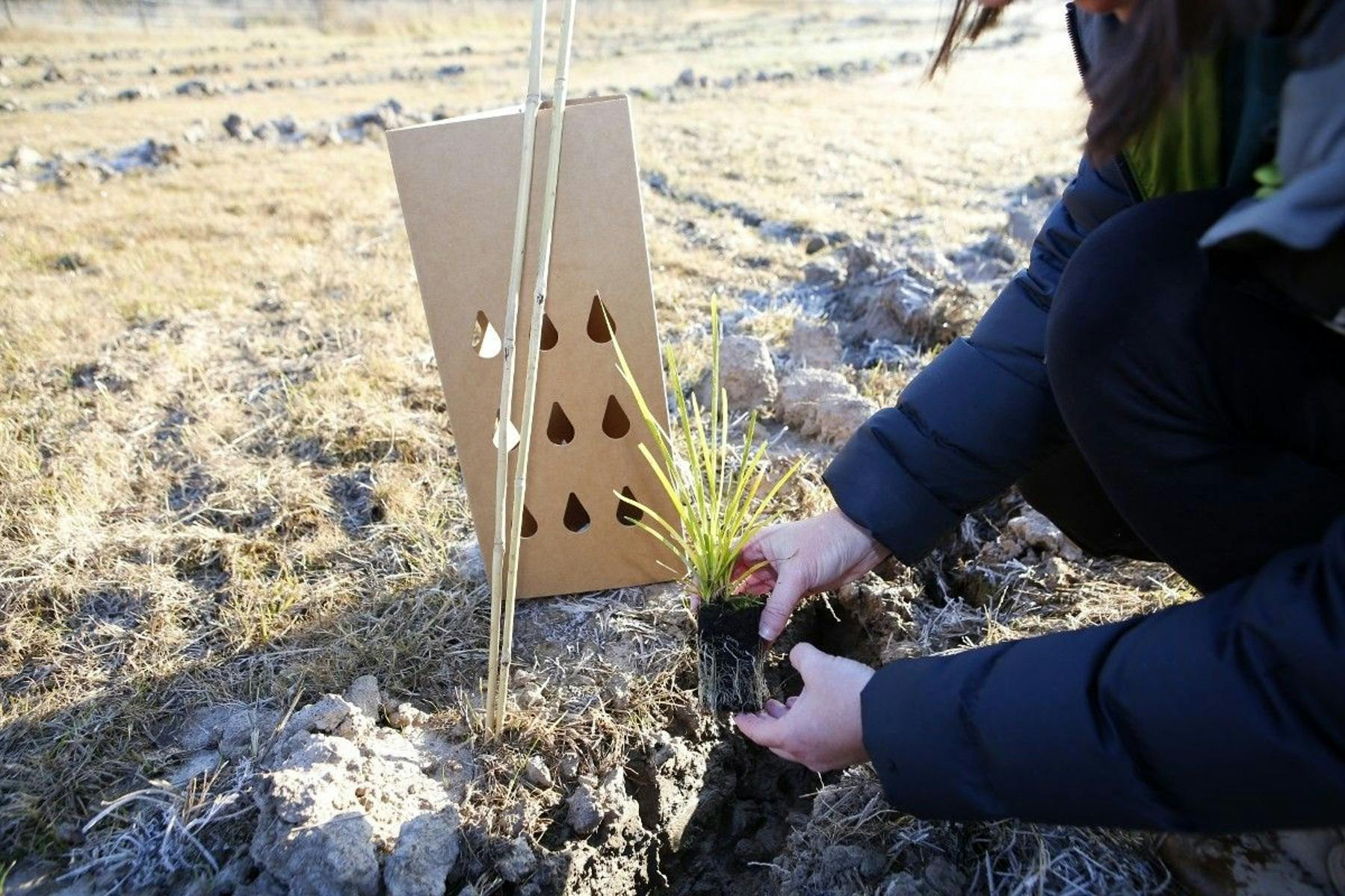 National Tree Day Wagga Wagga