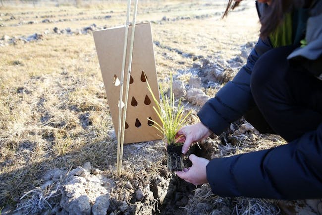 National Tree Day Wagga Wagga