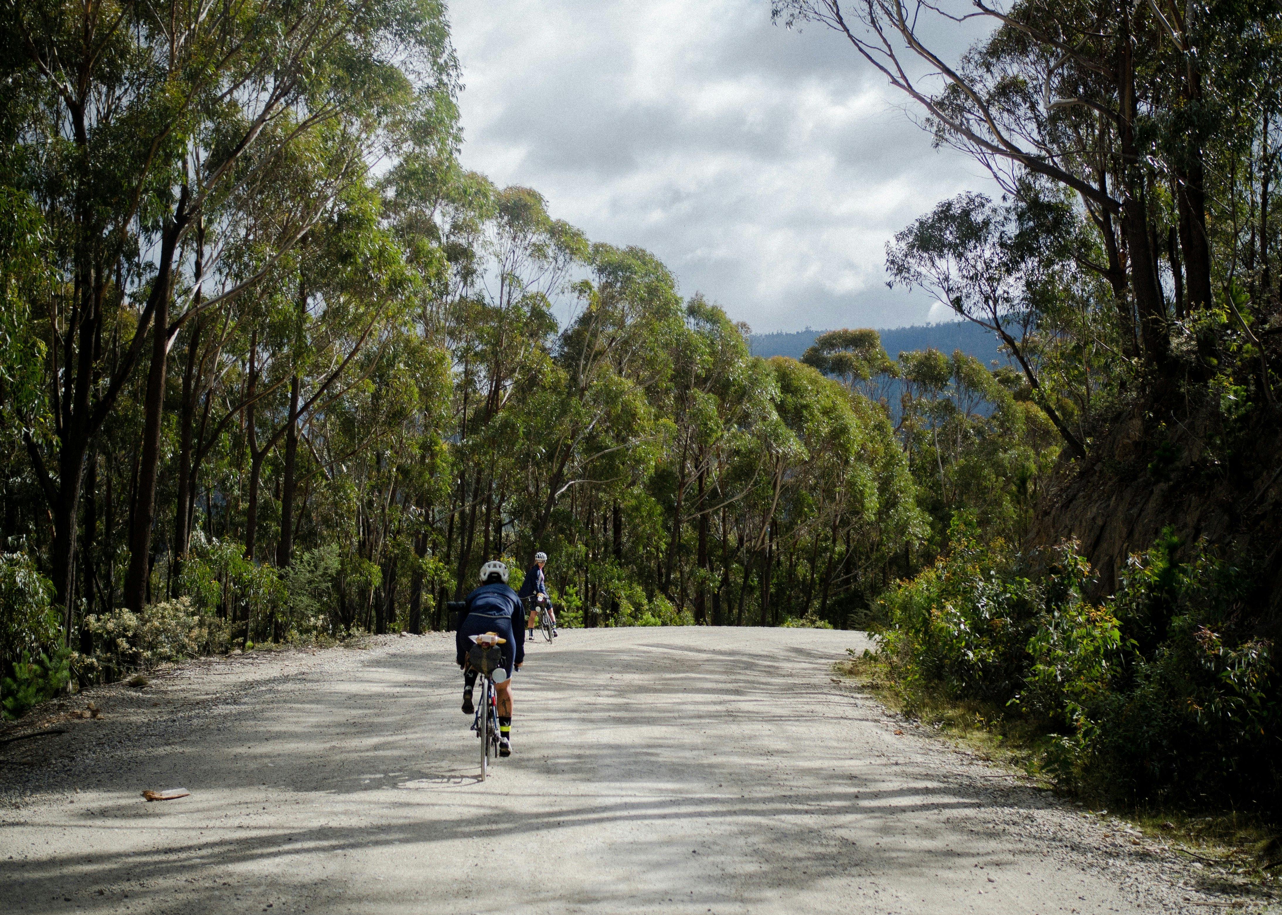 Cyclists amongst trees