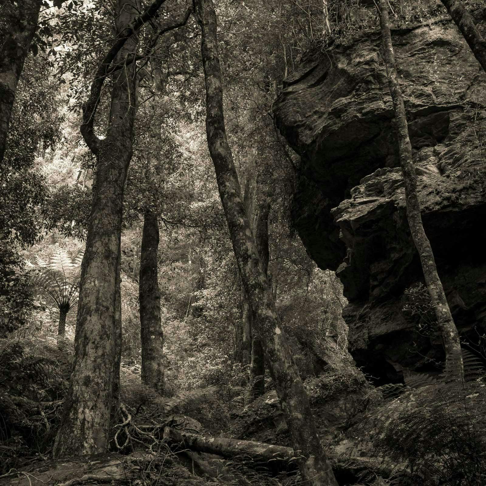 Sepia photograph of a rock formation in trees in the Blue Mountains National Park