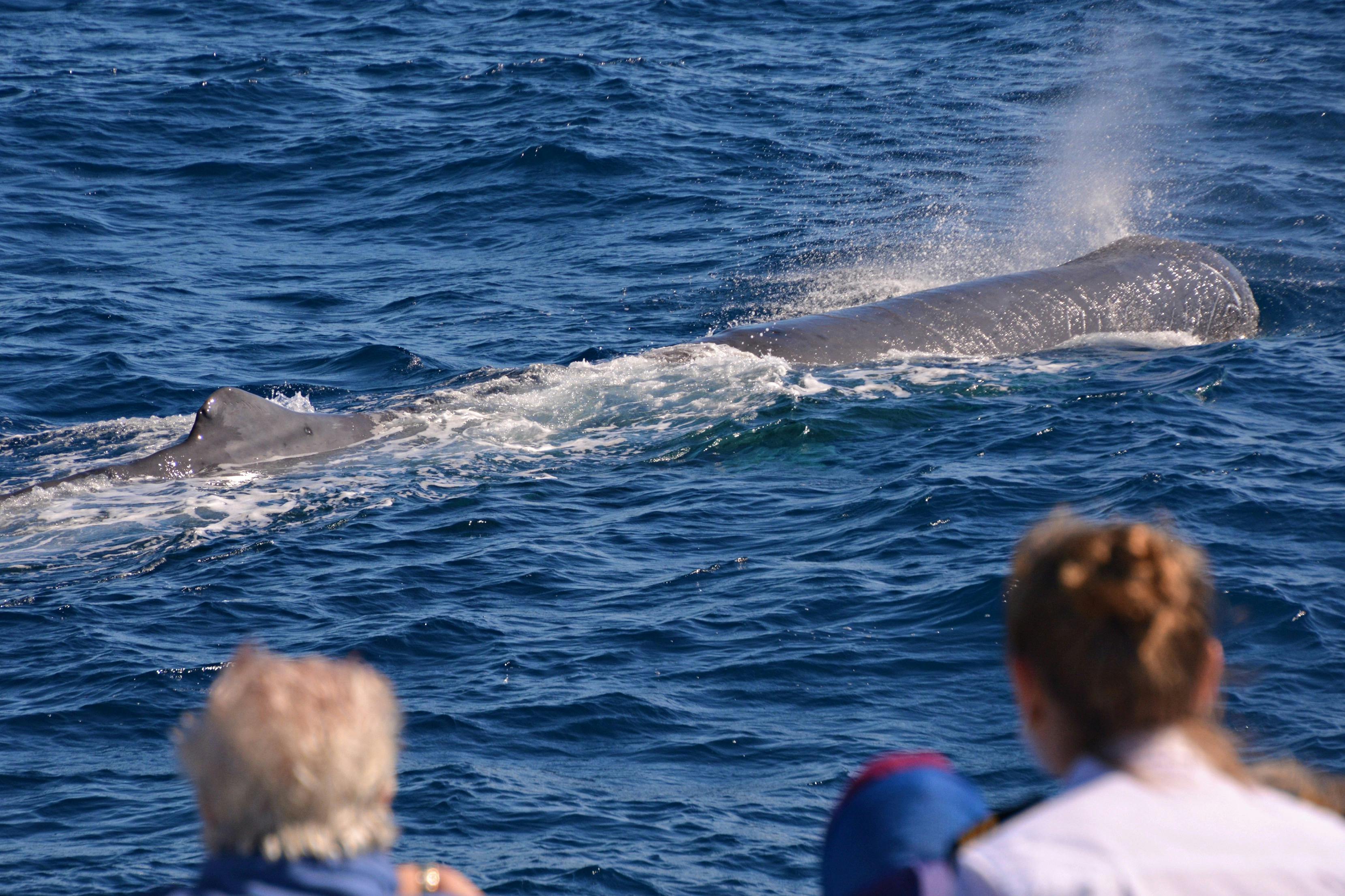 Sperm Whale Whale Watch Western Australia