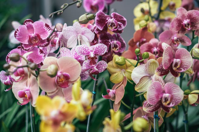 Annual Spring Orchid Show in Wagga Wagga