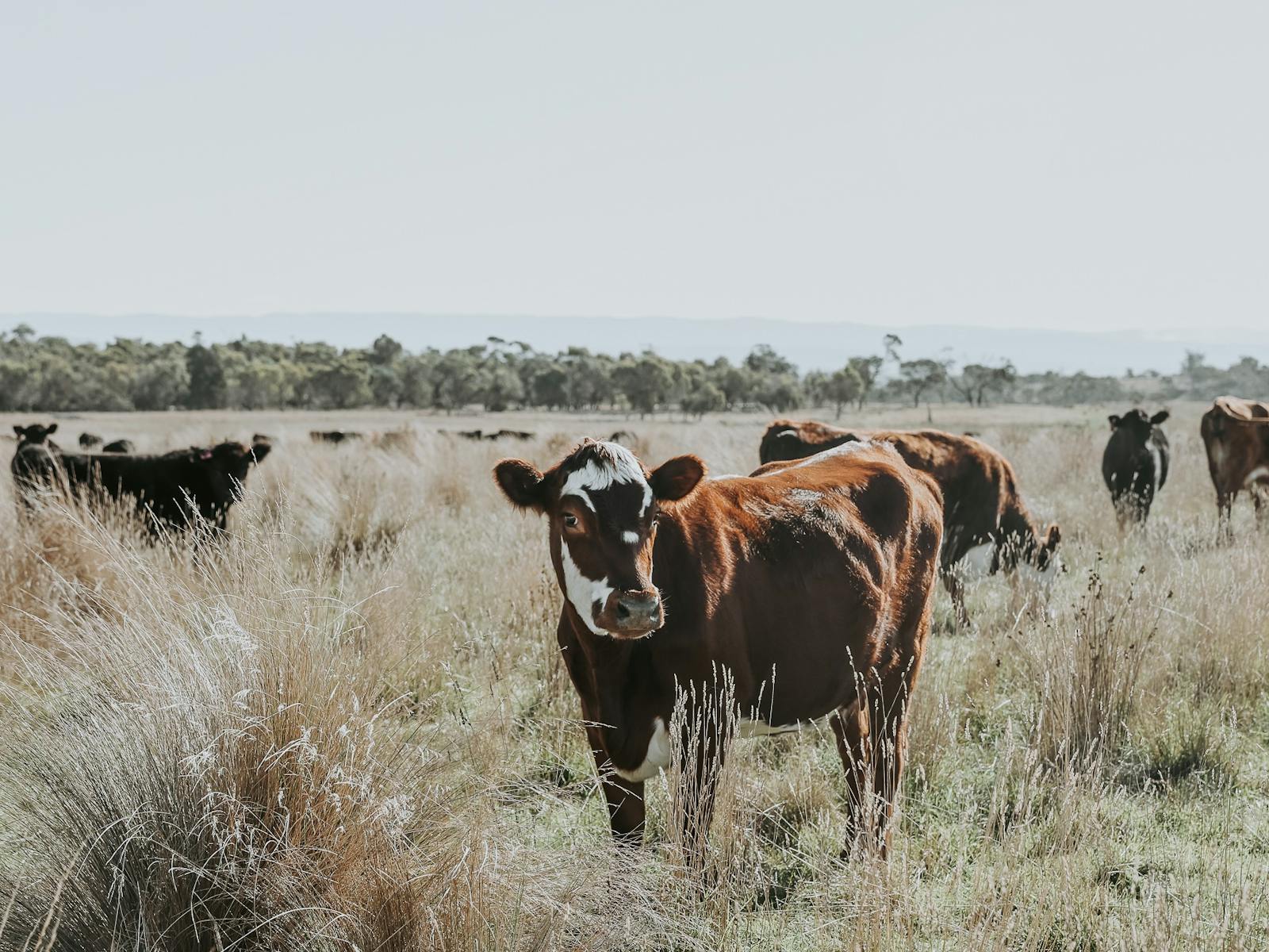 Growing high quality beef in sustainable way