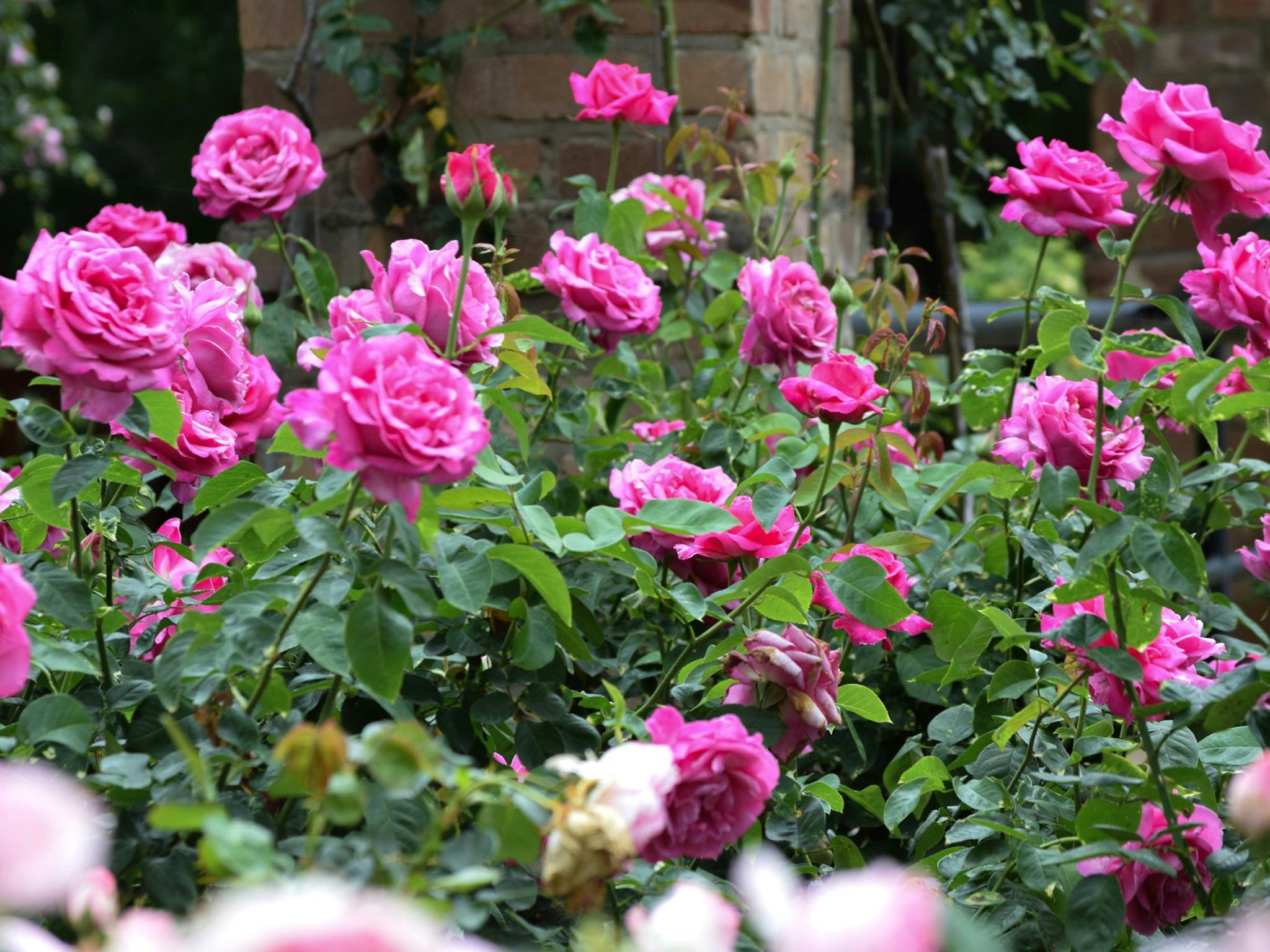 Rose Week at Hunter Valley Gardens