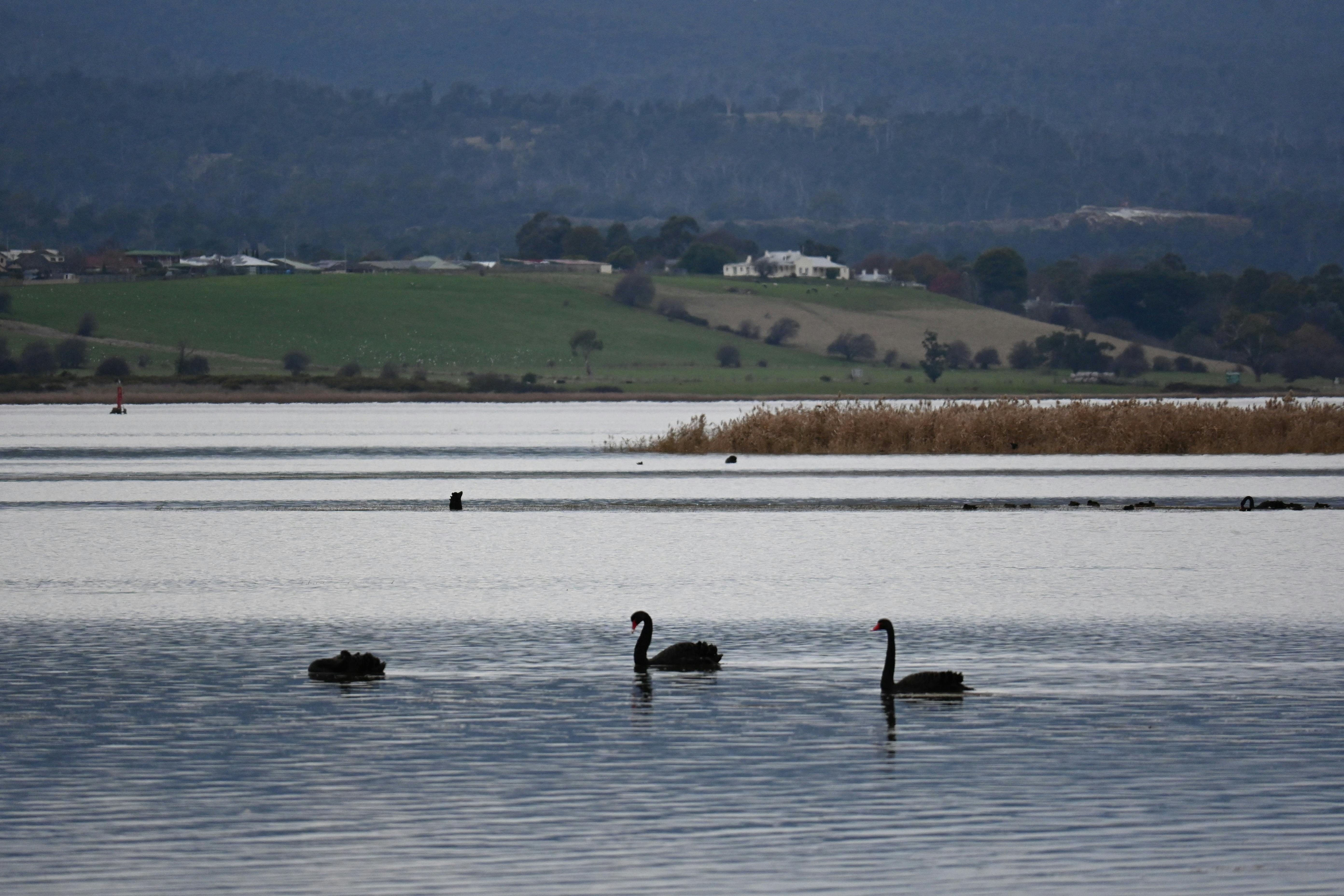 Wetland Launceston
