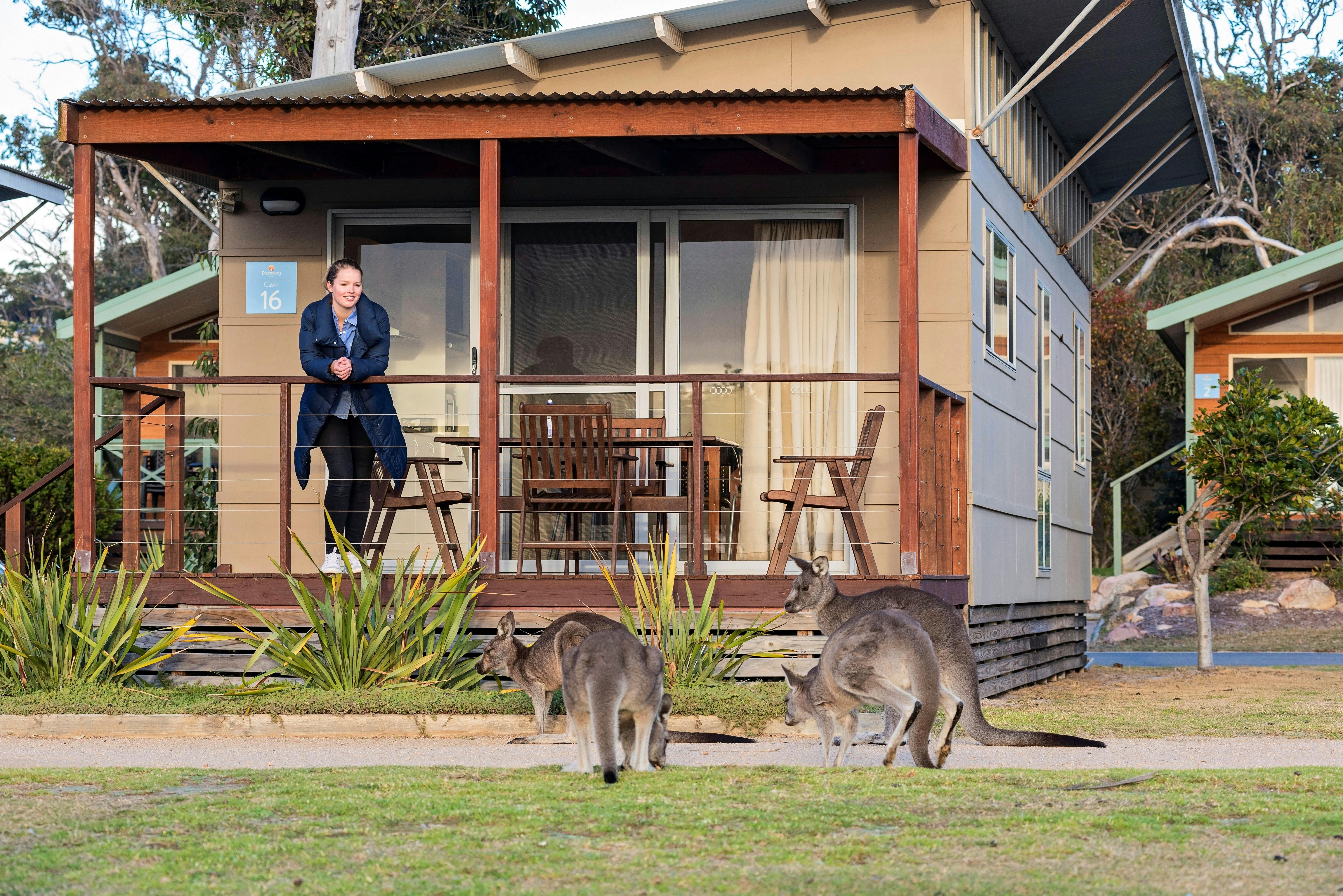 Kangaroos infront of Cabin at Discovery Parks - Pambula Beach