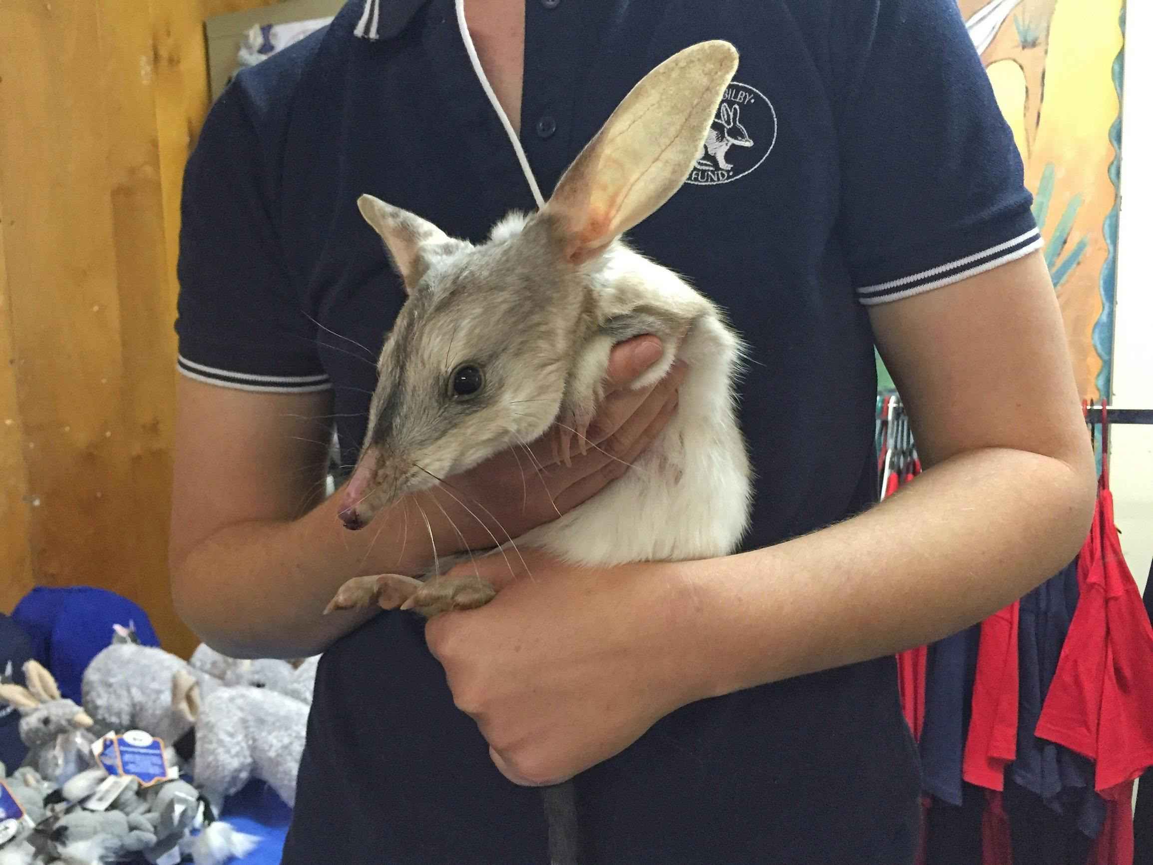 Bilby Experience Charleville