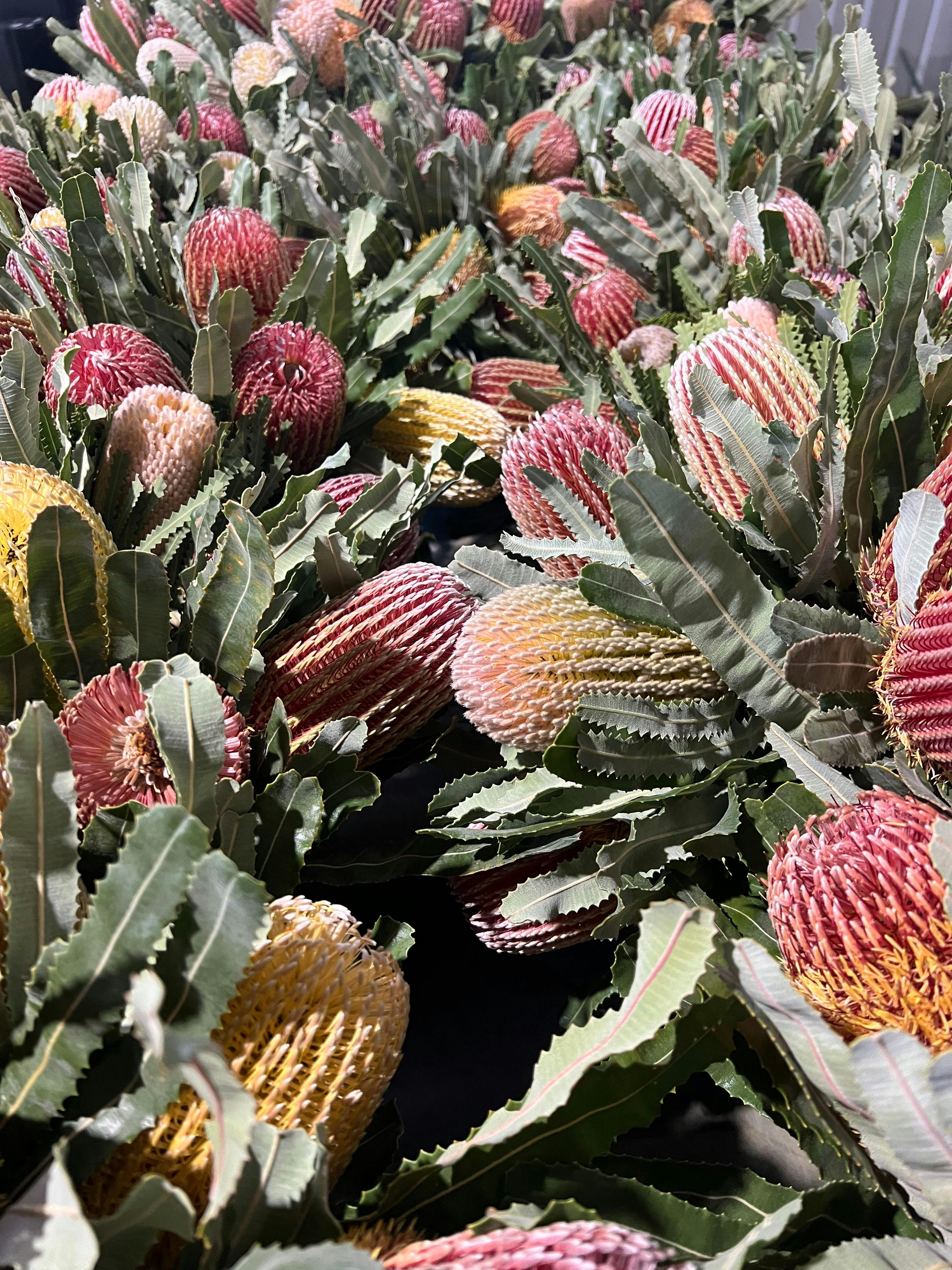 Yelverton Protea Farm