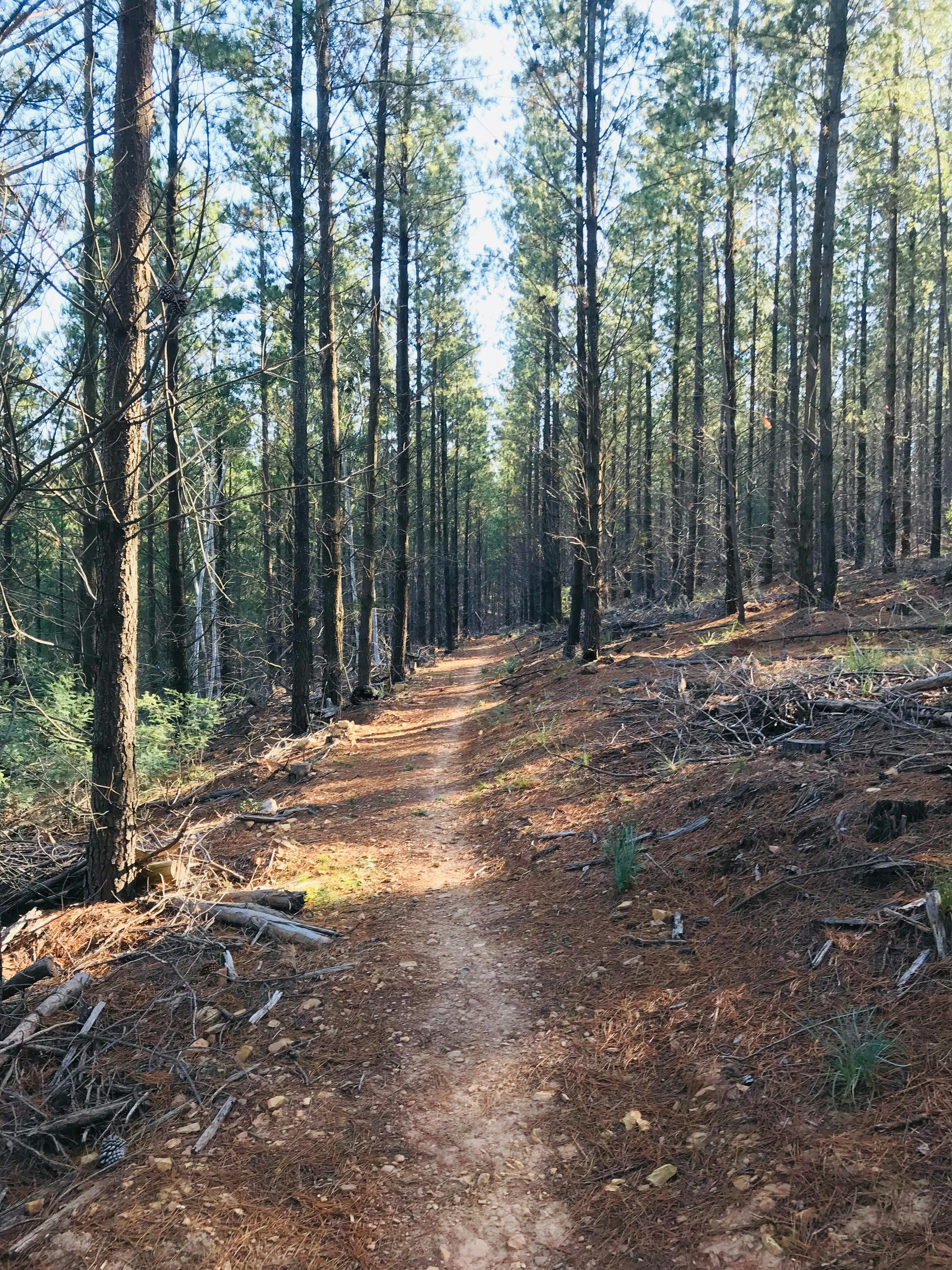 Mountain Bike Trails Tumbarumba