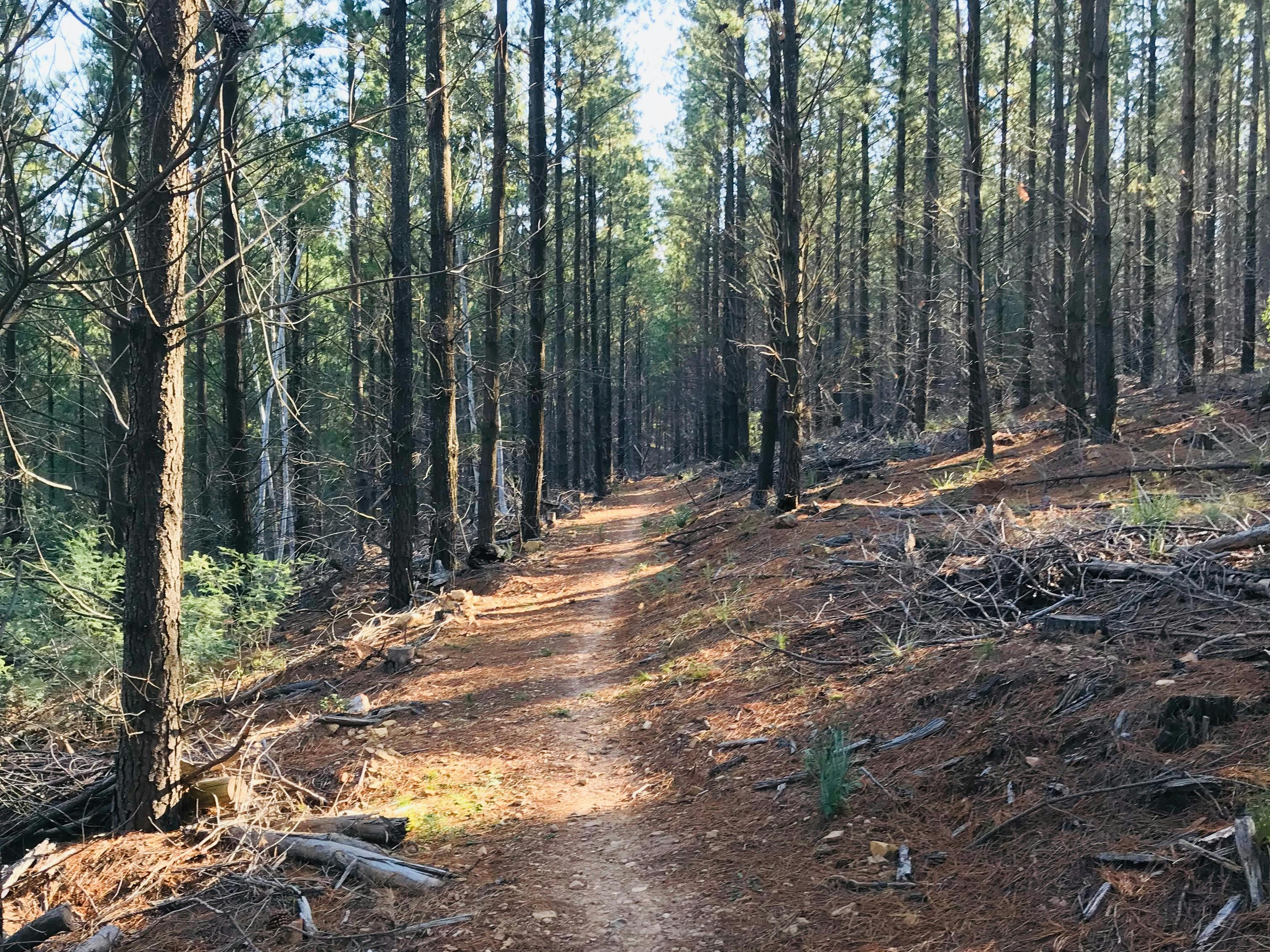 Mountain Bike Trails Tumbarumba
