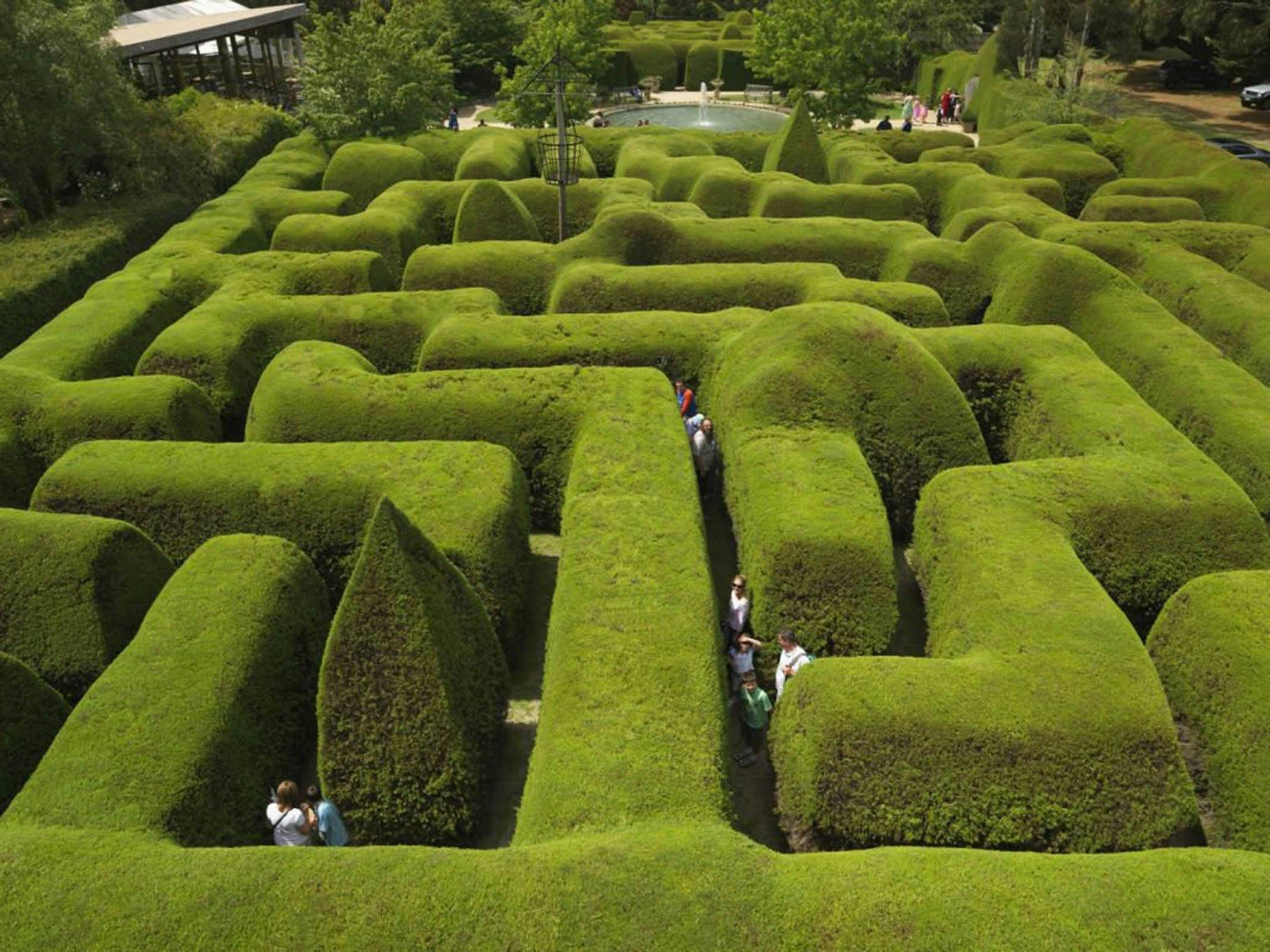 Ashcombe Maze and Lavender Gardens