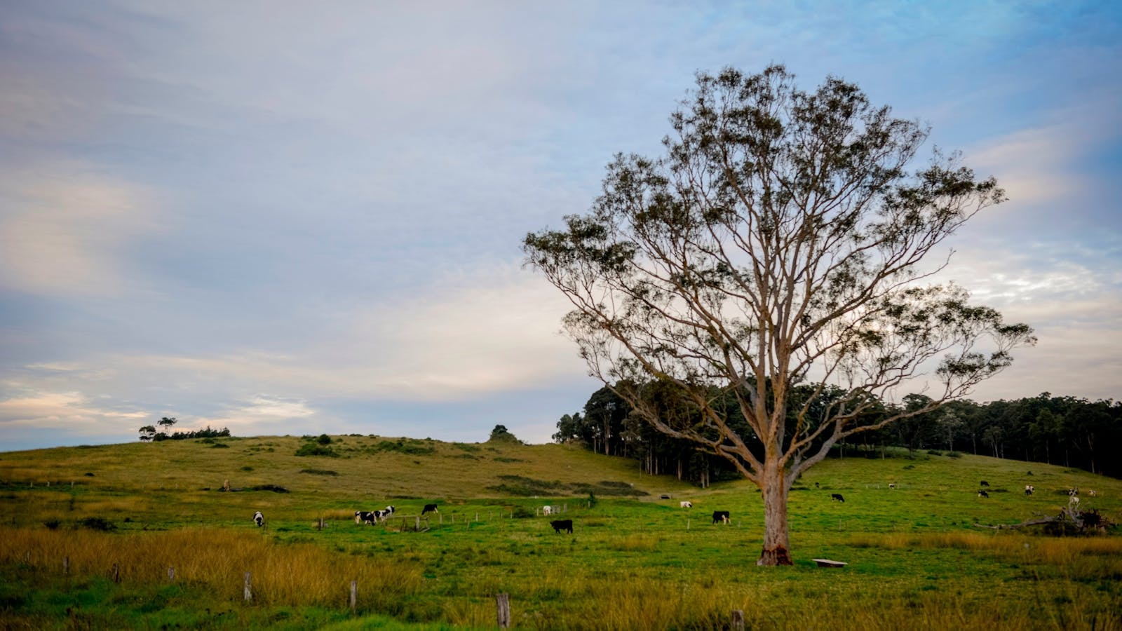 Berry NSW